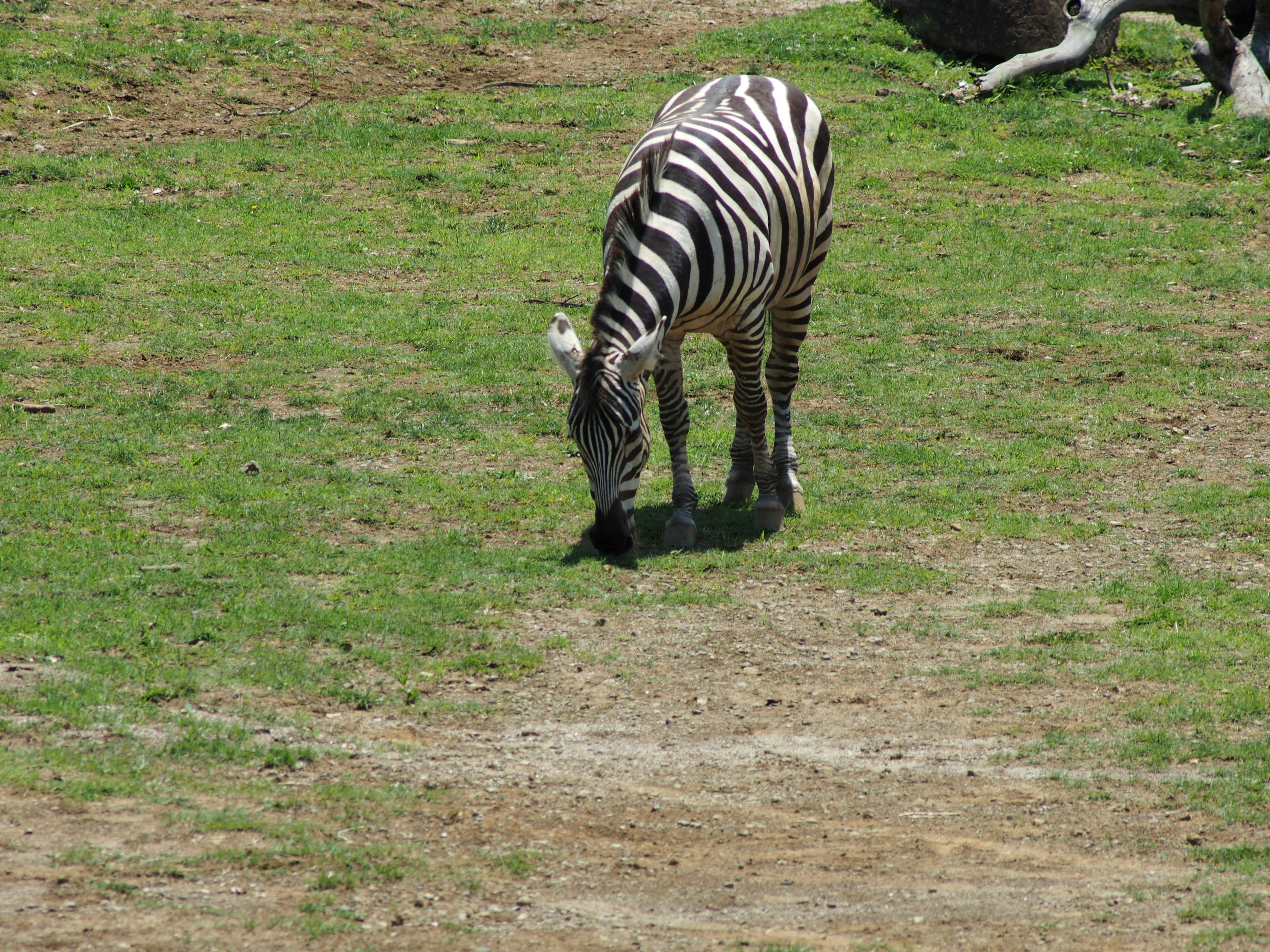 Zebra che bruca l'erba verde sotto un cielo blu chiaro