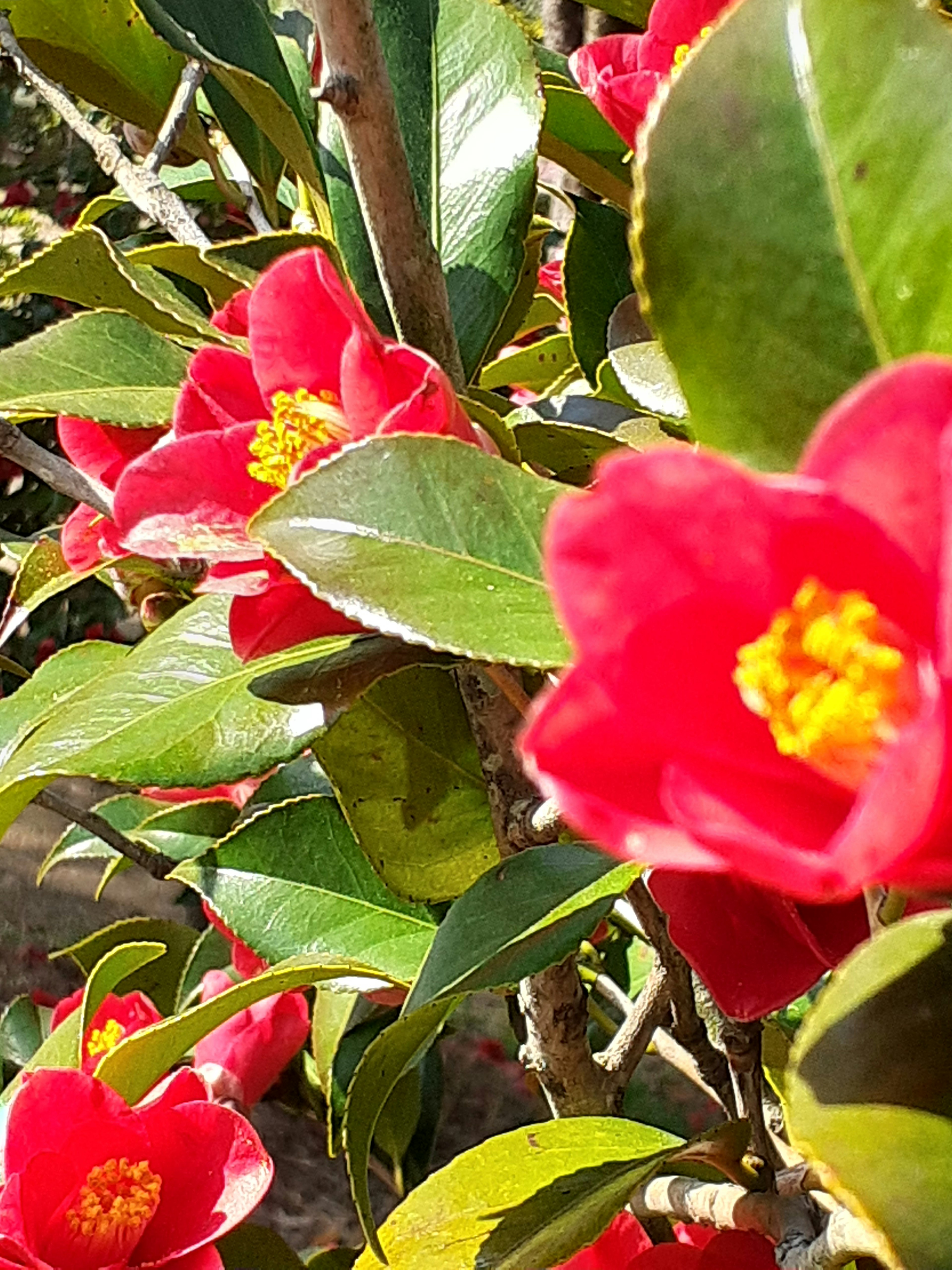 Close-up of camellia flowers with vibrant red petals and green leaves