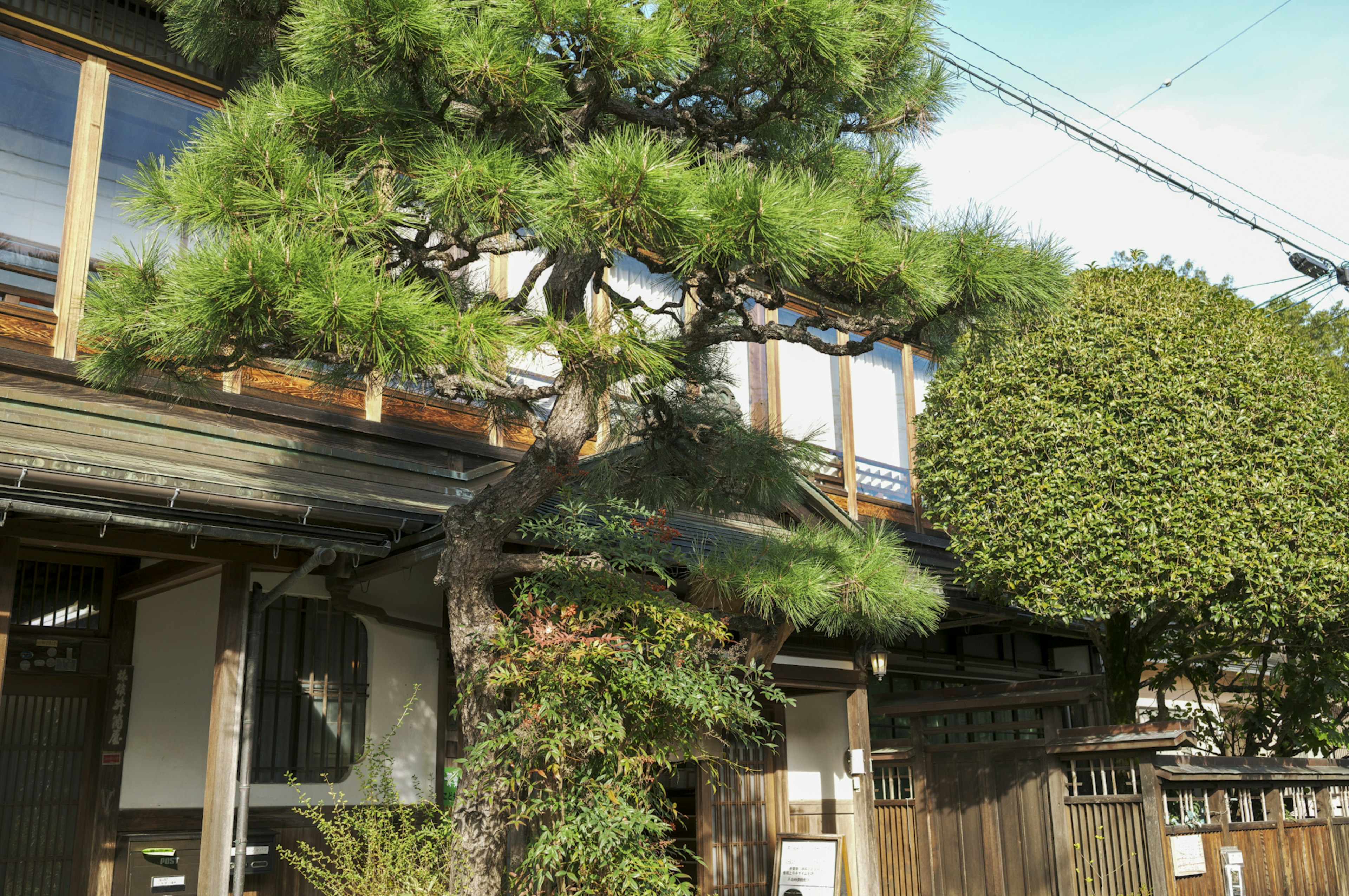 伝統的な日本家屋と松の木の景観