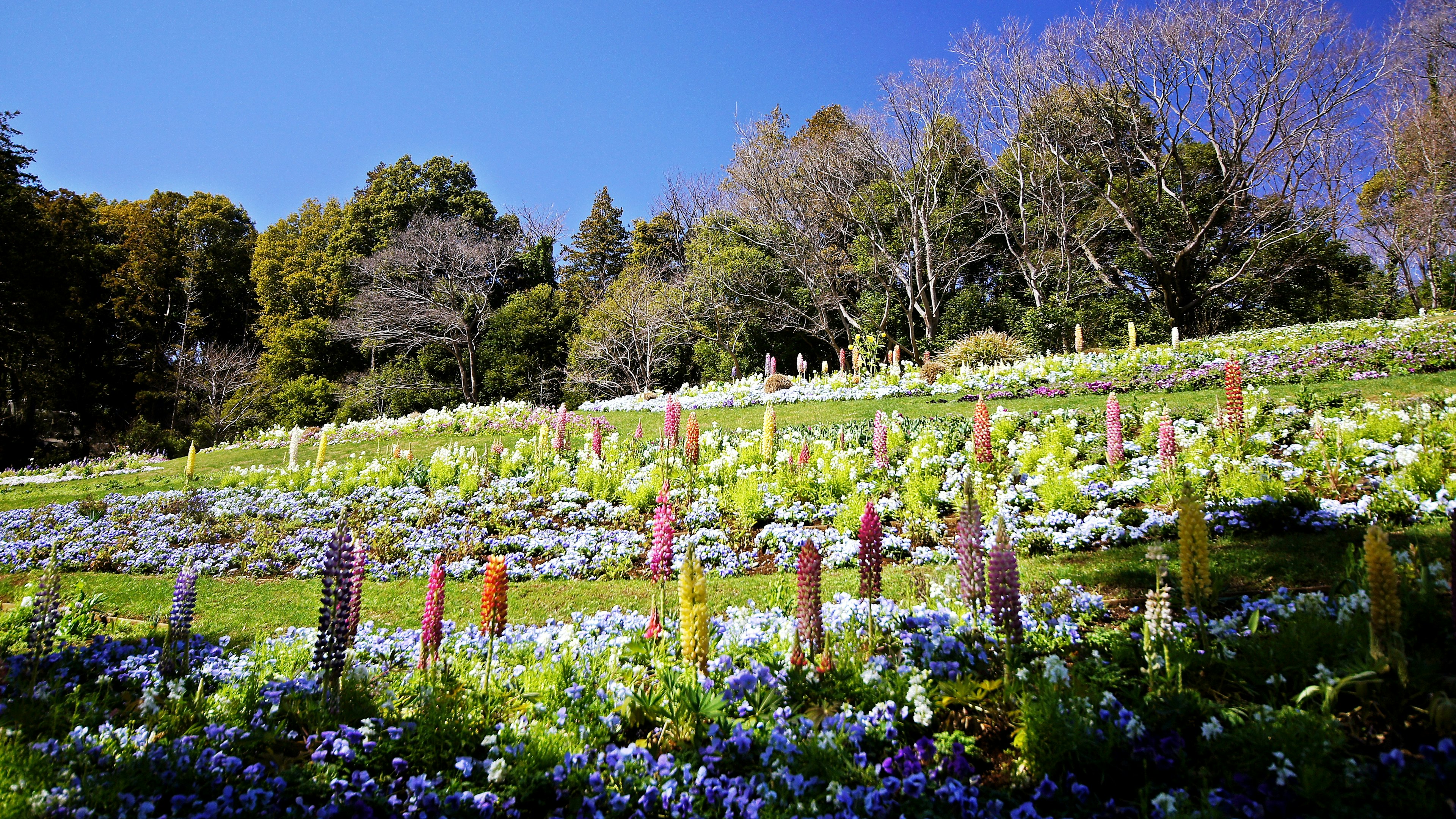 Un paysage de jardin vibrant rempli de fleurs colorées en pleine floraison