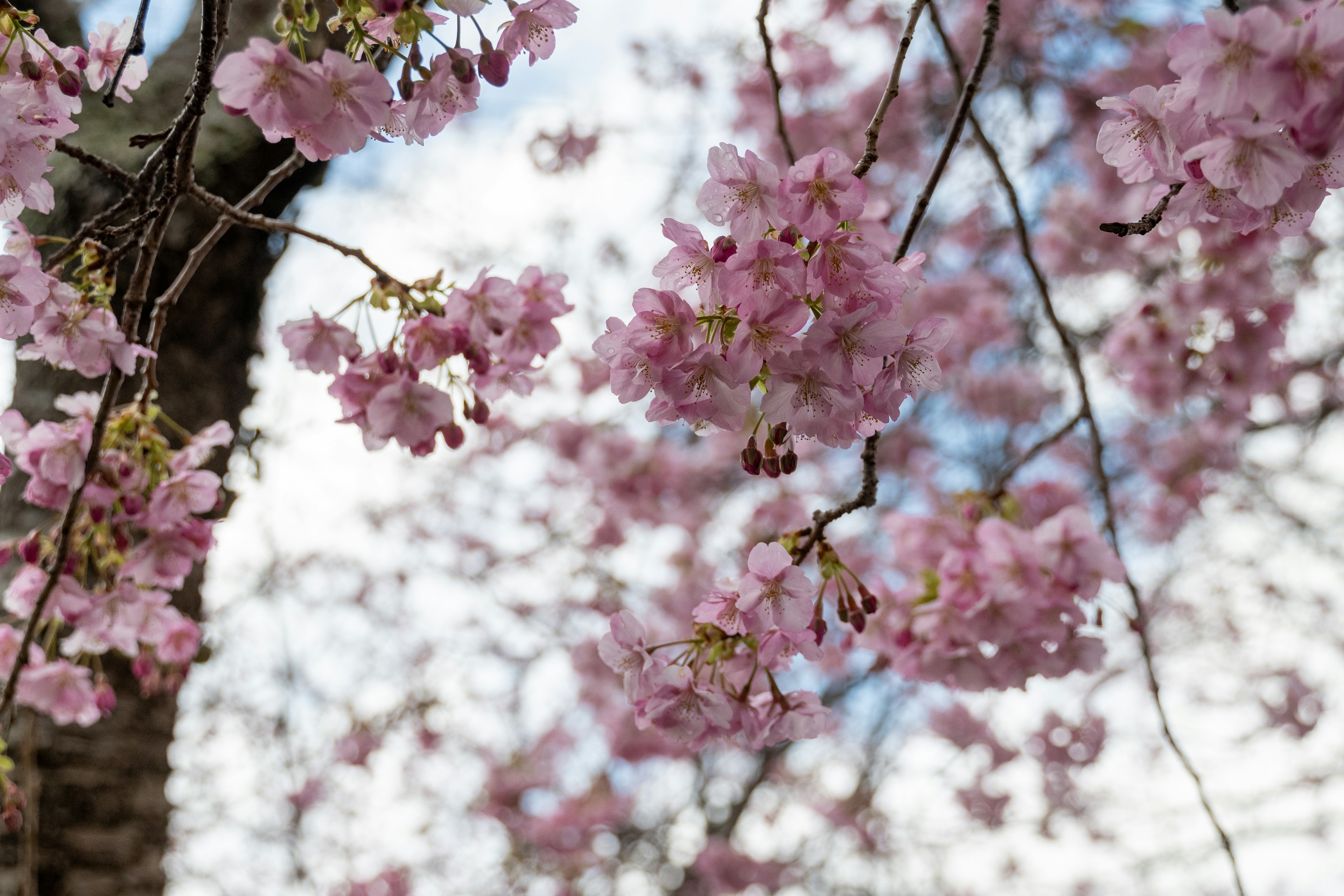 Nahaufnahme von Kirschbaumzweigen mit rosa Blüten