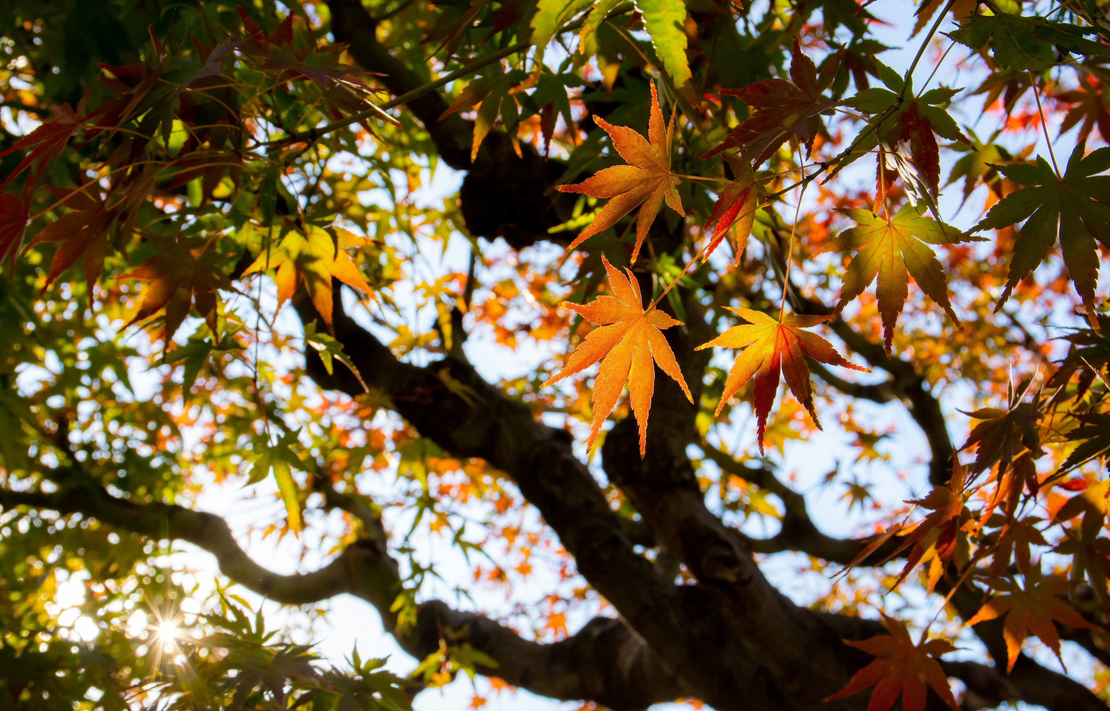 Vibrant autumn leaves on a tree branch