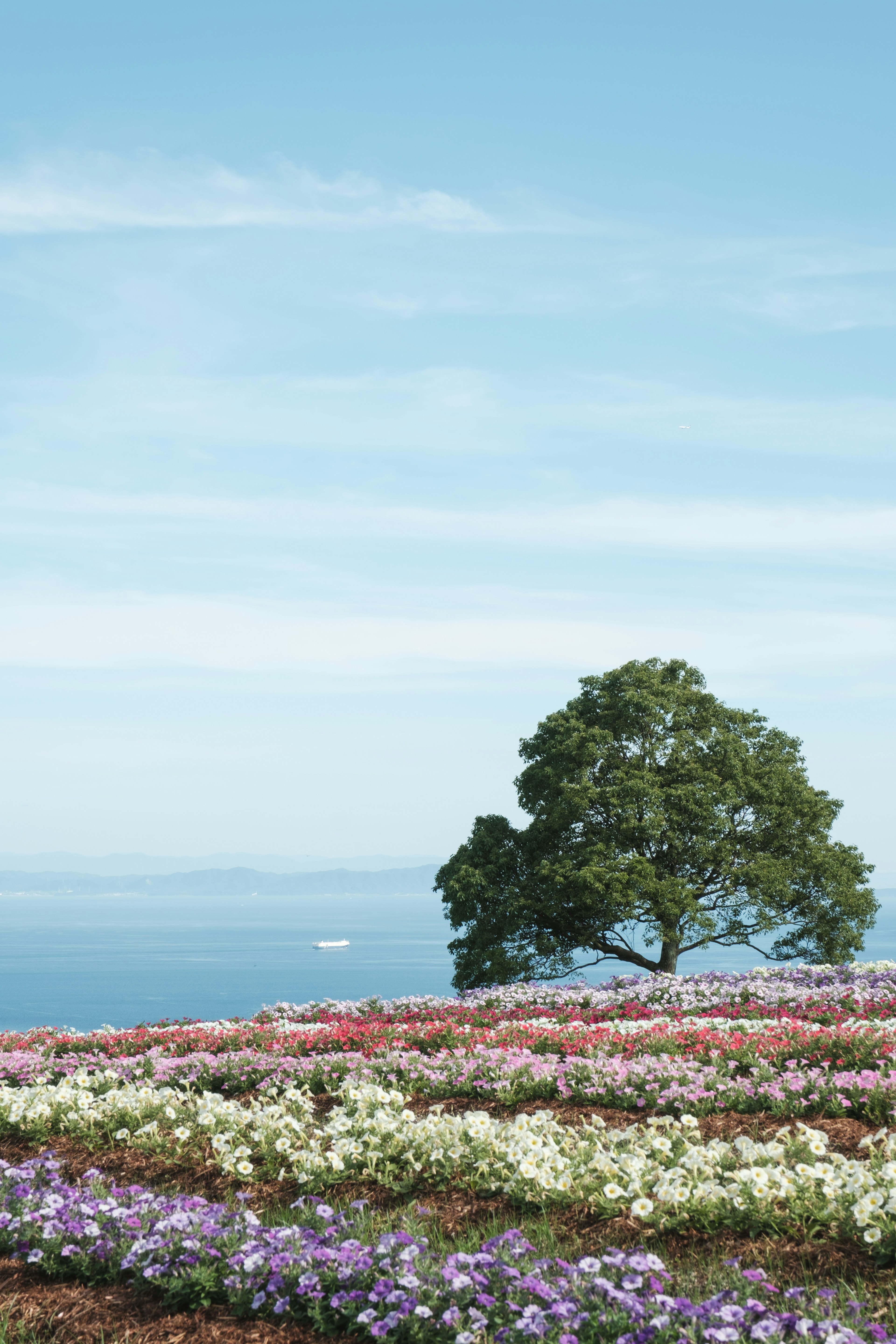 Champs de fleurs colorées sous un ciel bleu avec un arbre unique