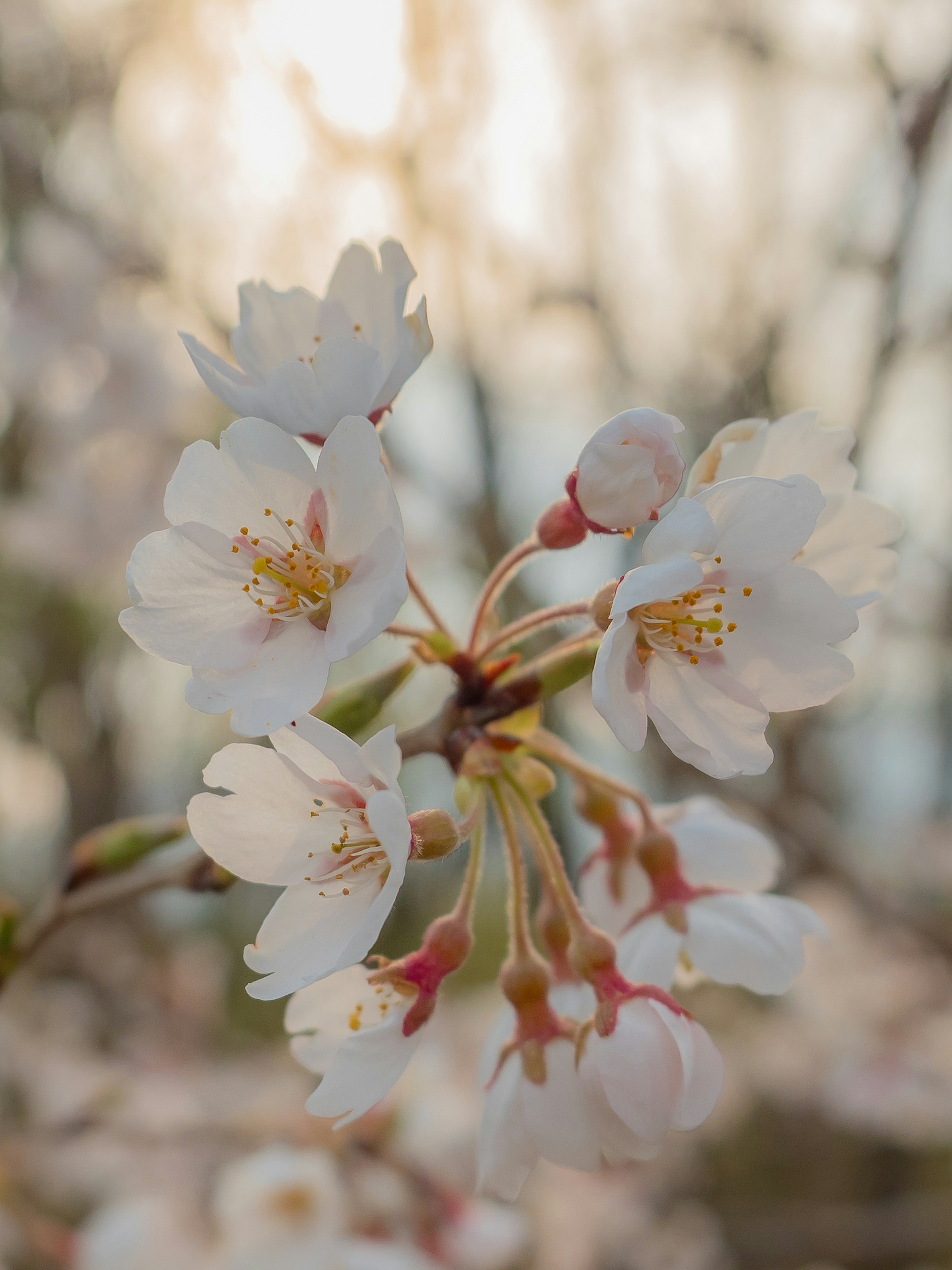 Primer plano de flores de cerezo con pétalos blancos y polen amarillo