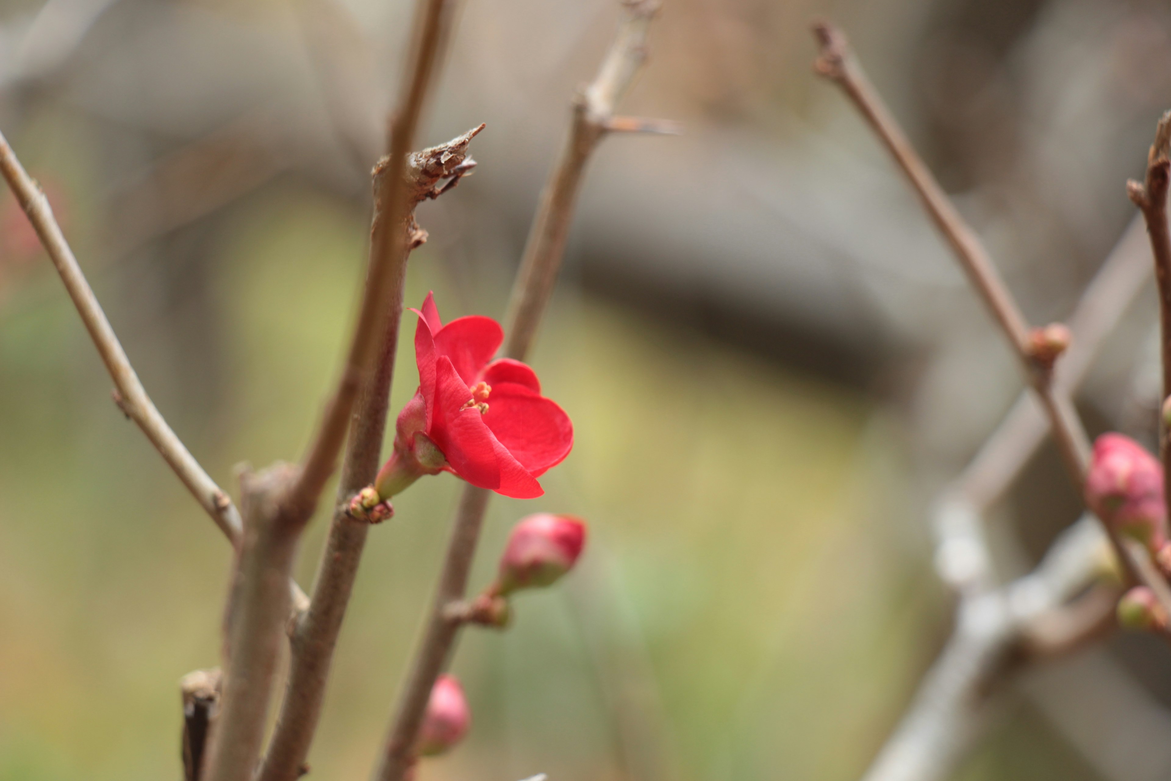 Nahaufnahme einer roten Blume, die an einem Baumzweig blüht