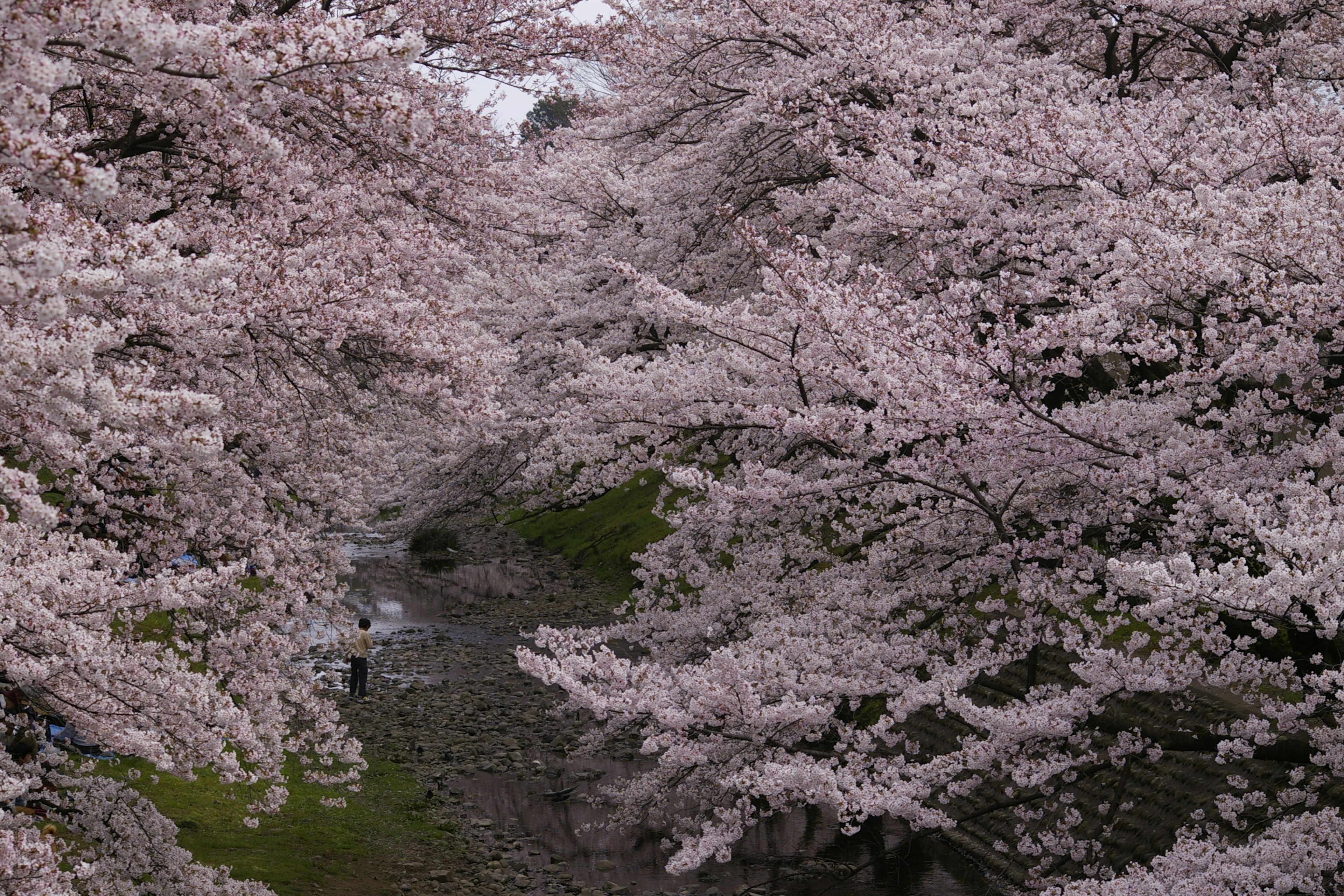 Pemandangan bunga sakura mekar di sepanjang aliran sungai