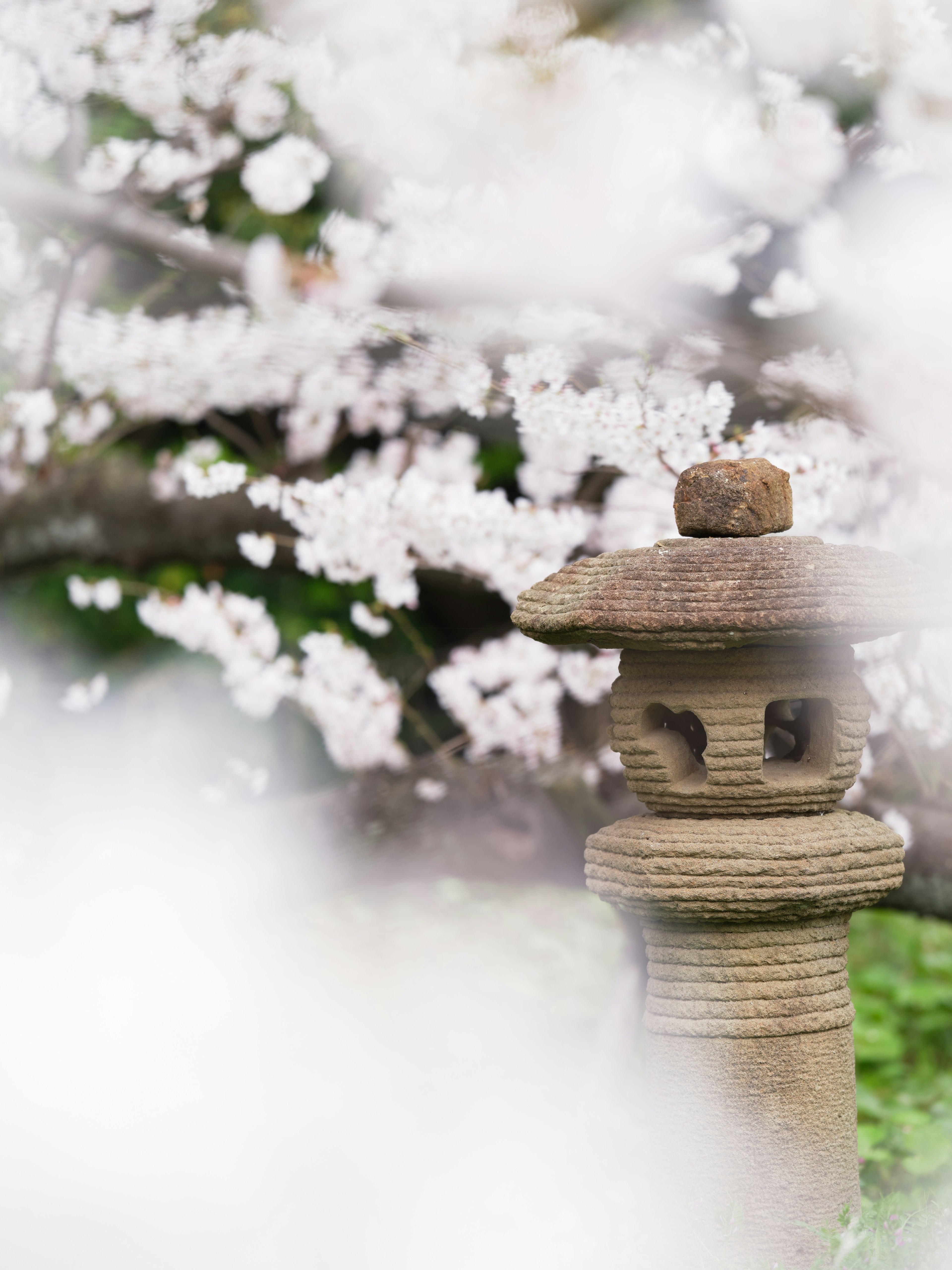 桜の花が咲く背景にある石の灯篭のクローズアップ