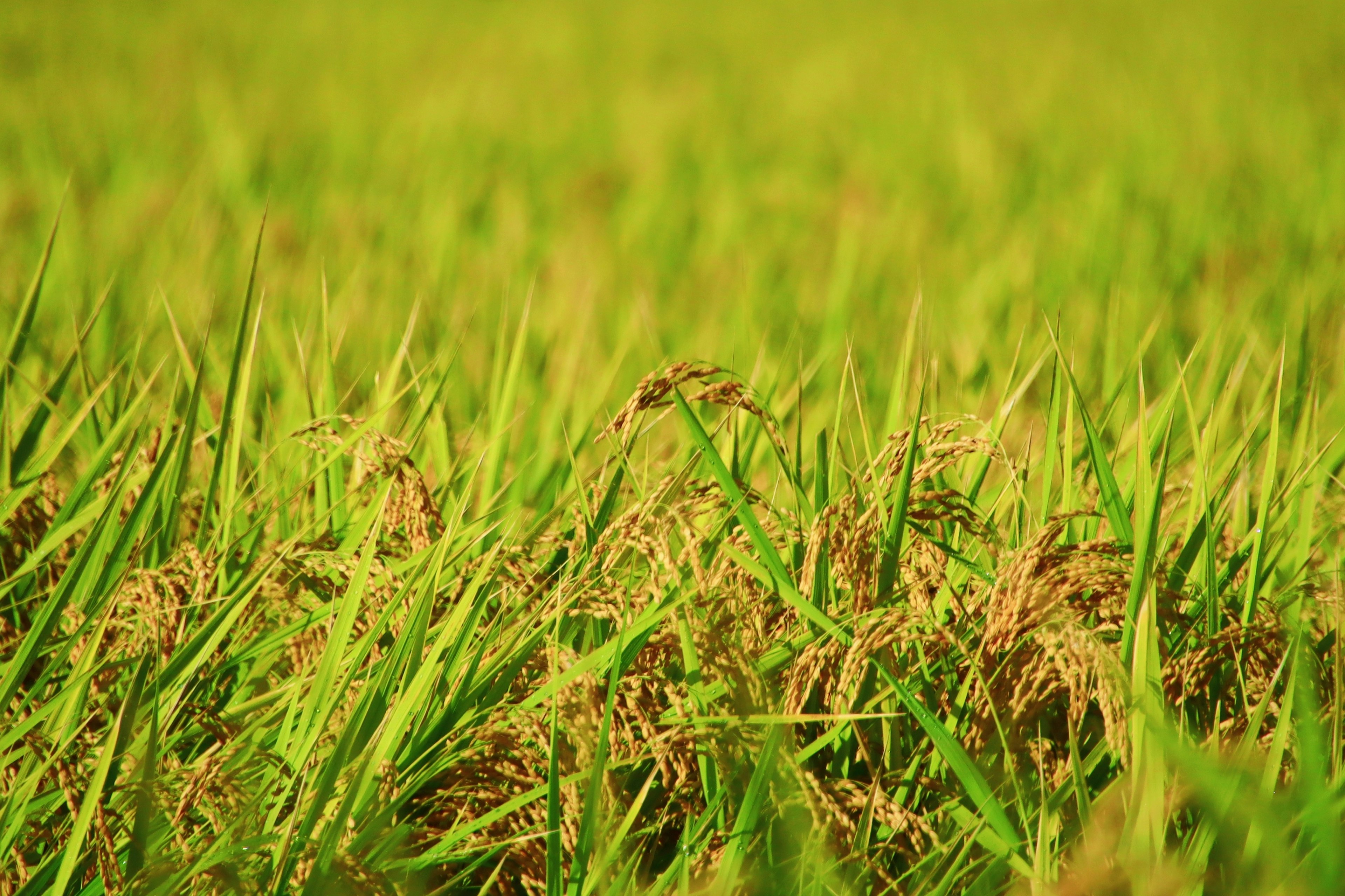 Plantes de riz vert luxuriant se balançant doucement dans la brise