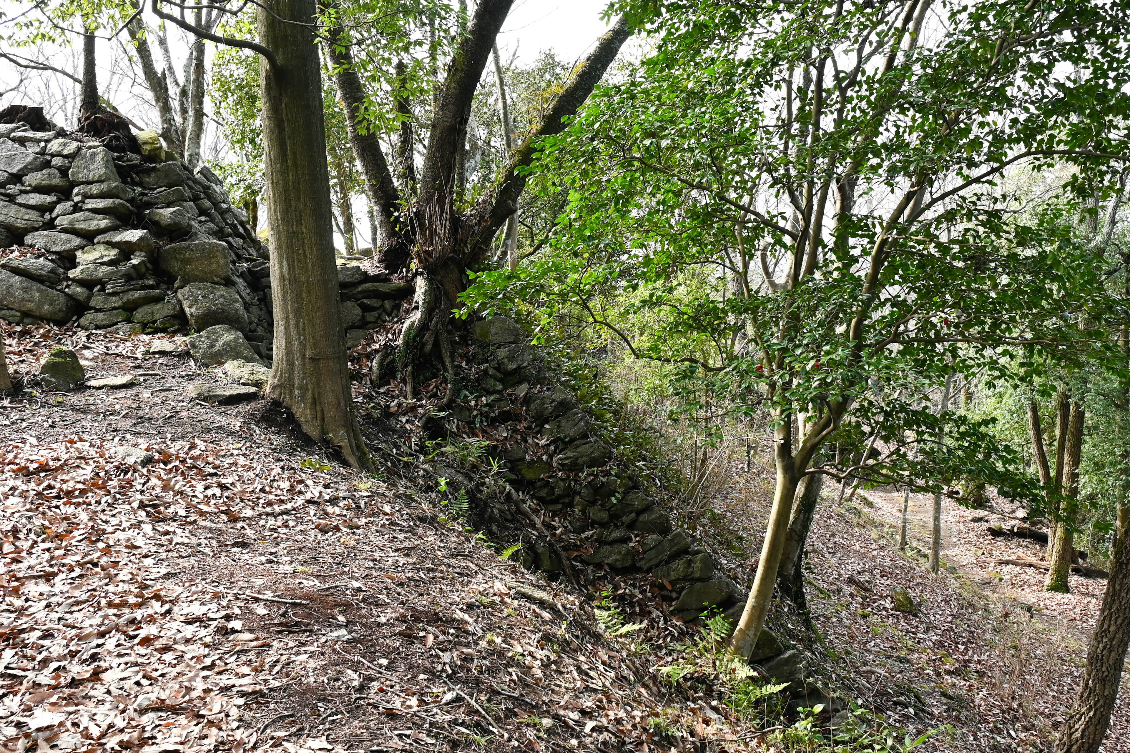 Ruhige Waldlandschaft mit Steinmauern und Bäumen