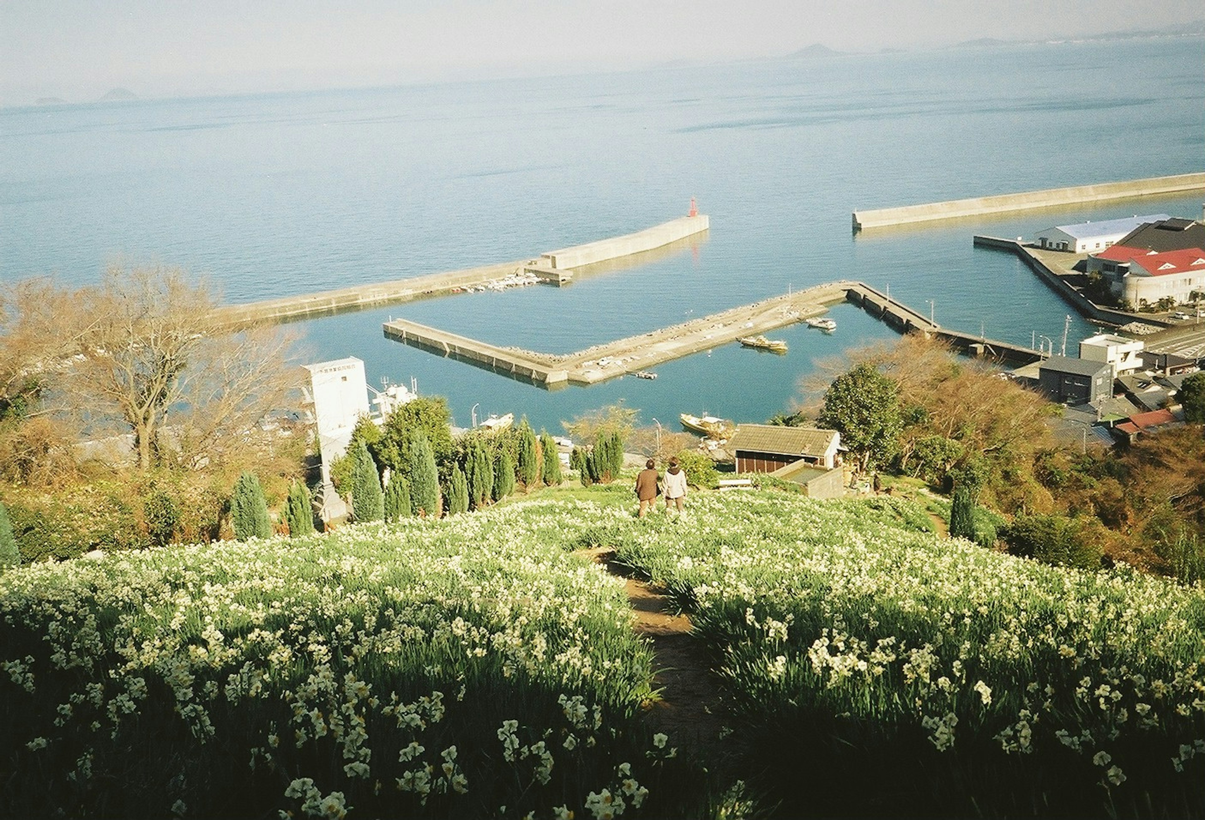 Vue panoramique d'un champ de fleurs surplombant la mer et les quais