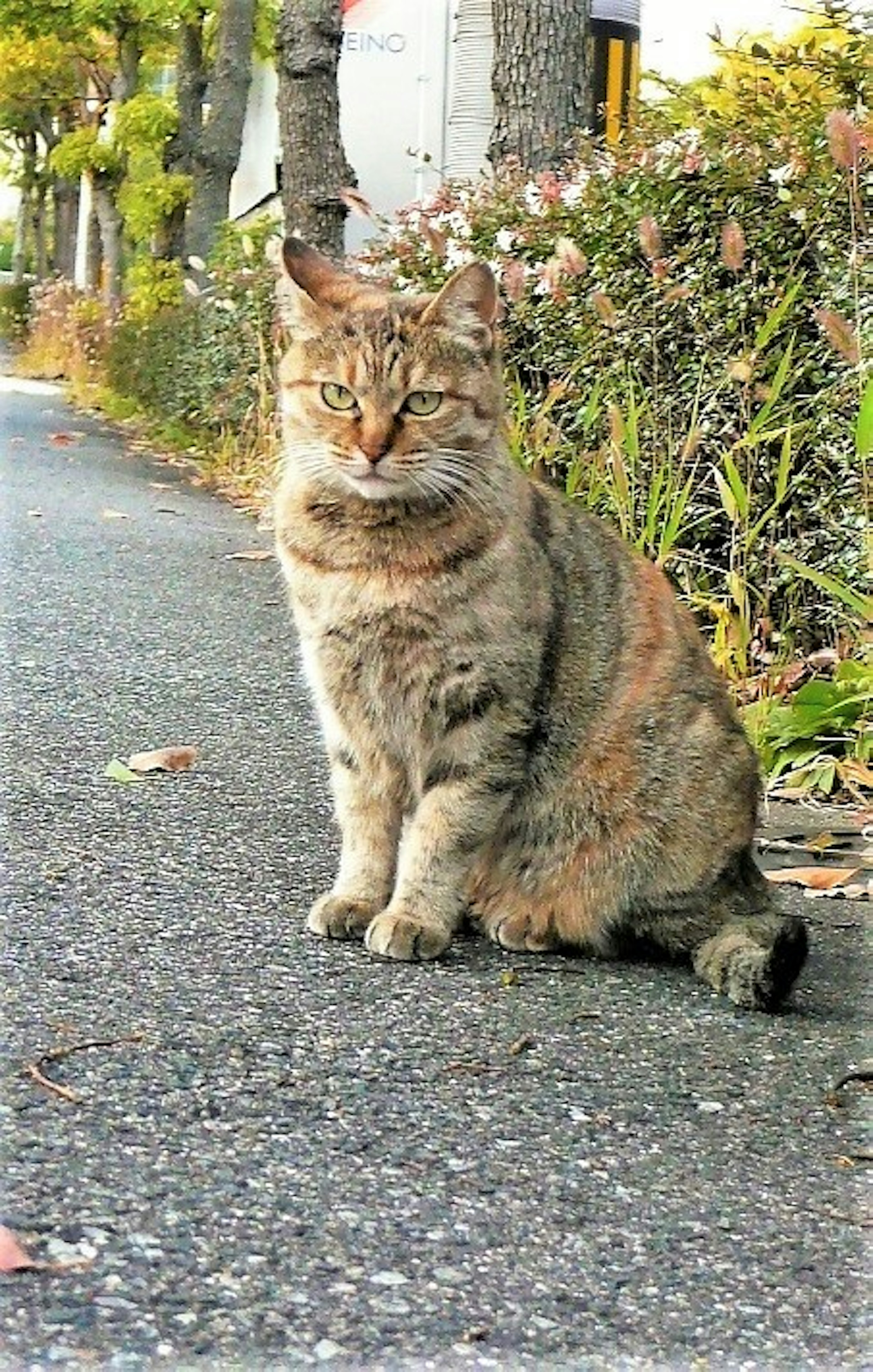 A brown cat sitting on a sidewalk surrounded by greenery