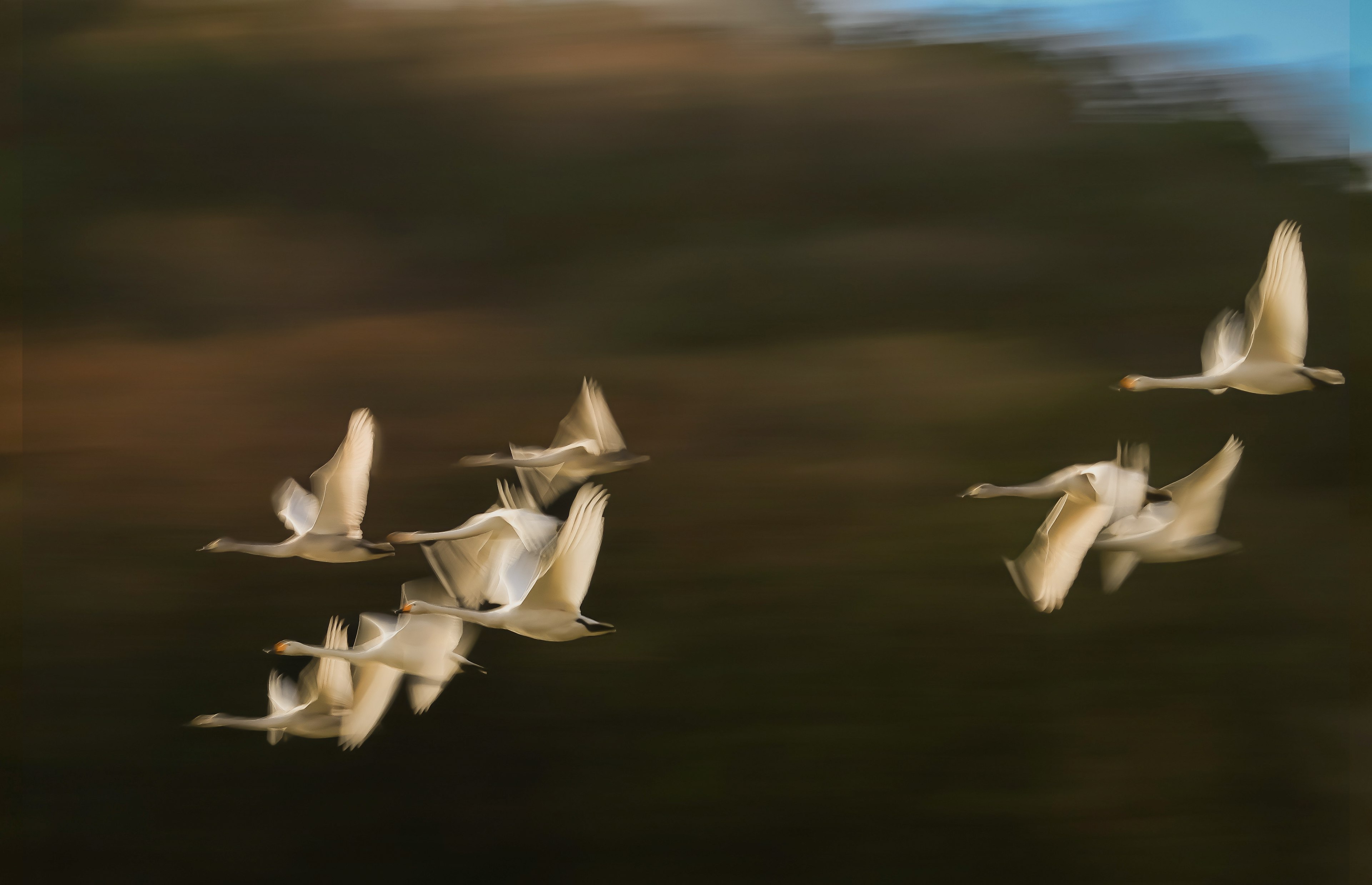 A flock of swans flying gracefully against a blurred background