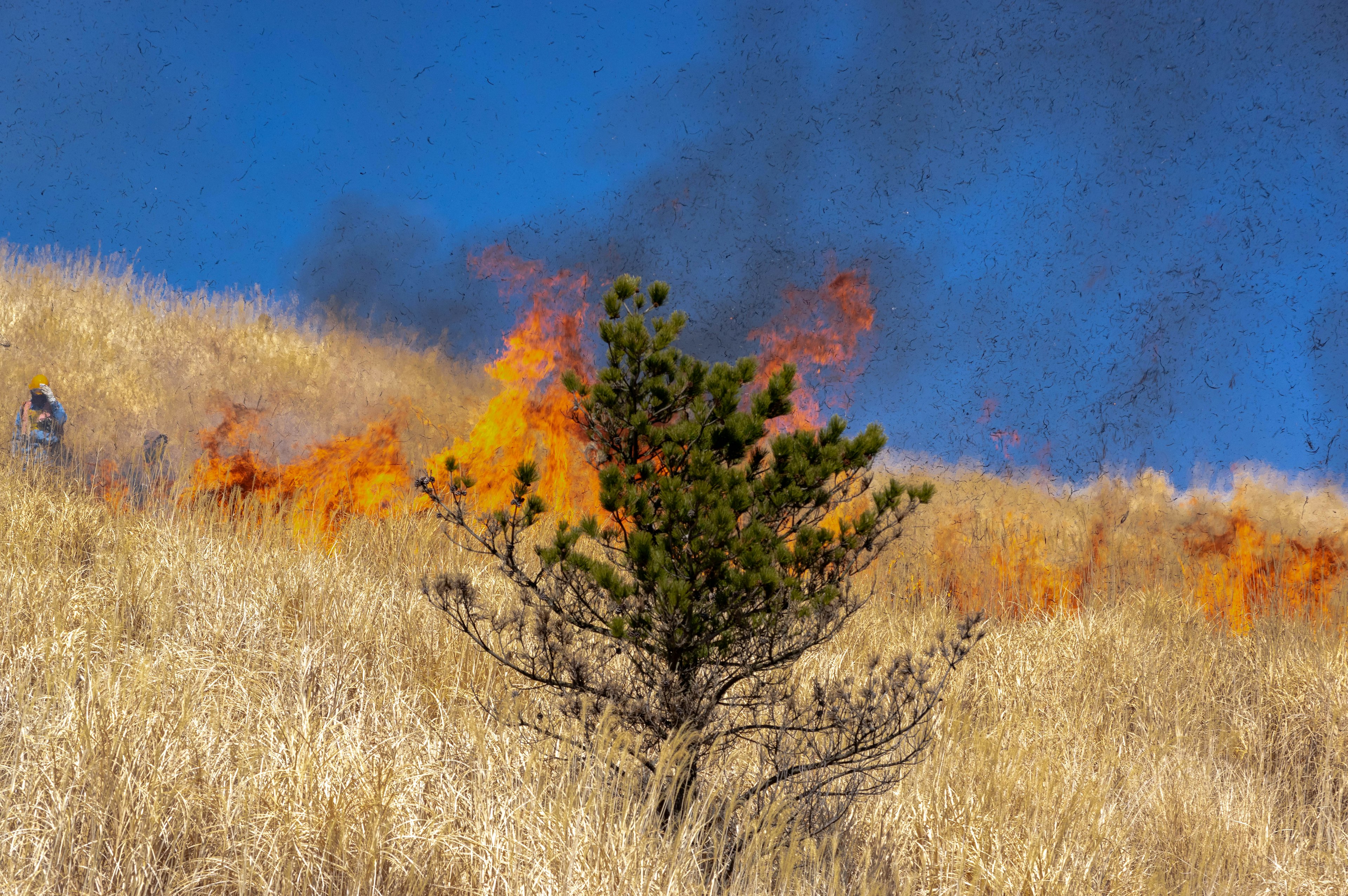 A small tree surrounded by flames in a dry grassy hillside