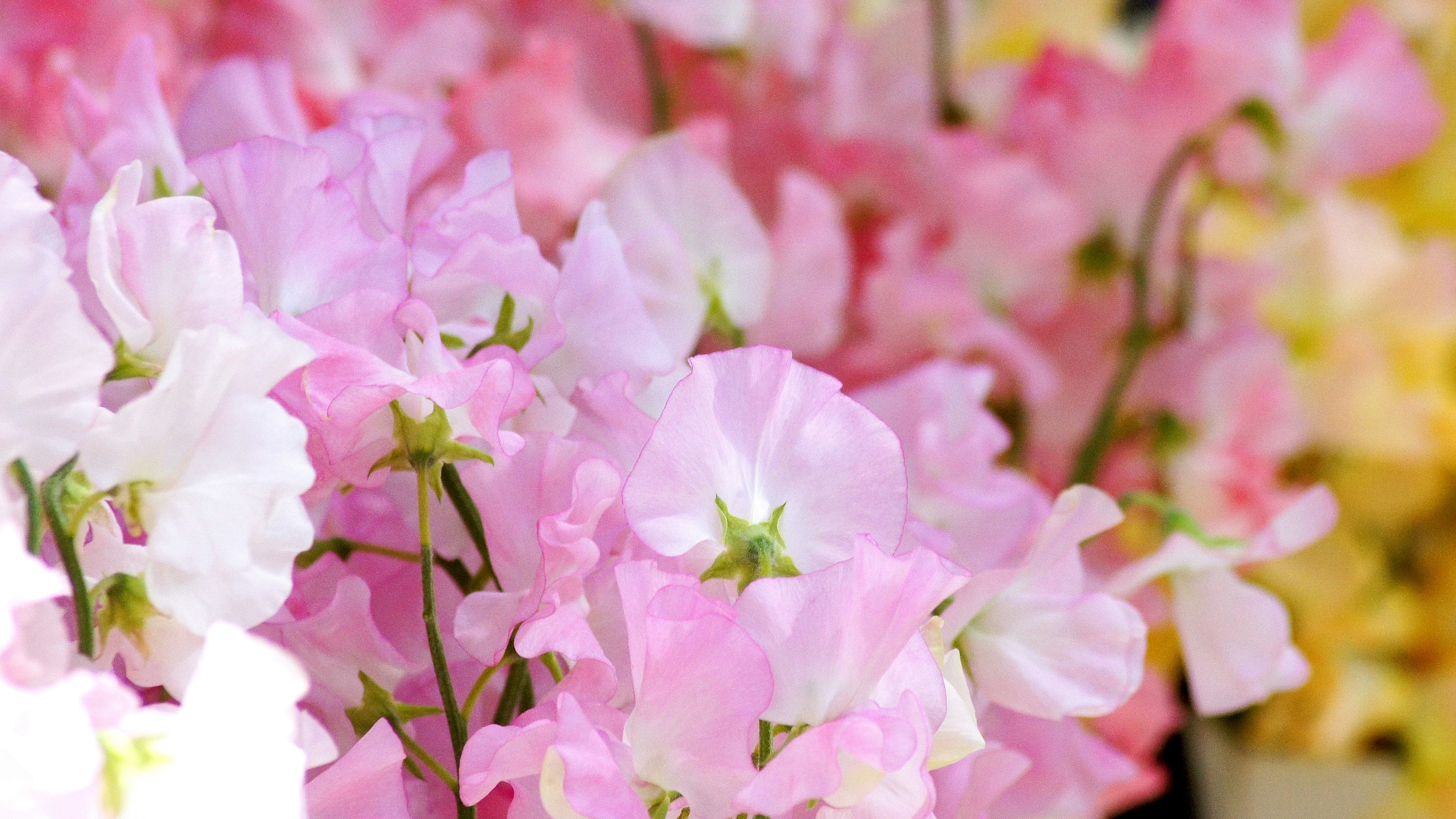 Delicate pink and white sweet pea flowers blooming