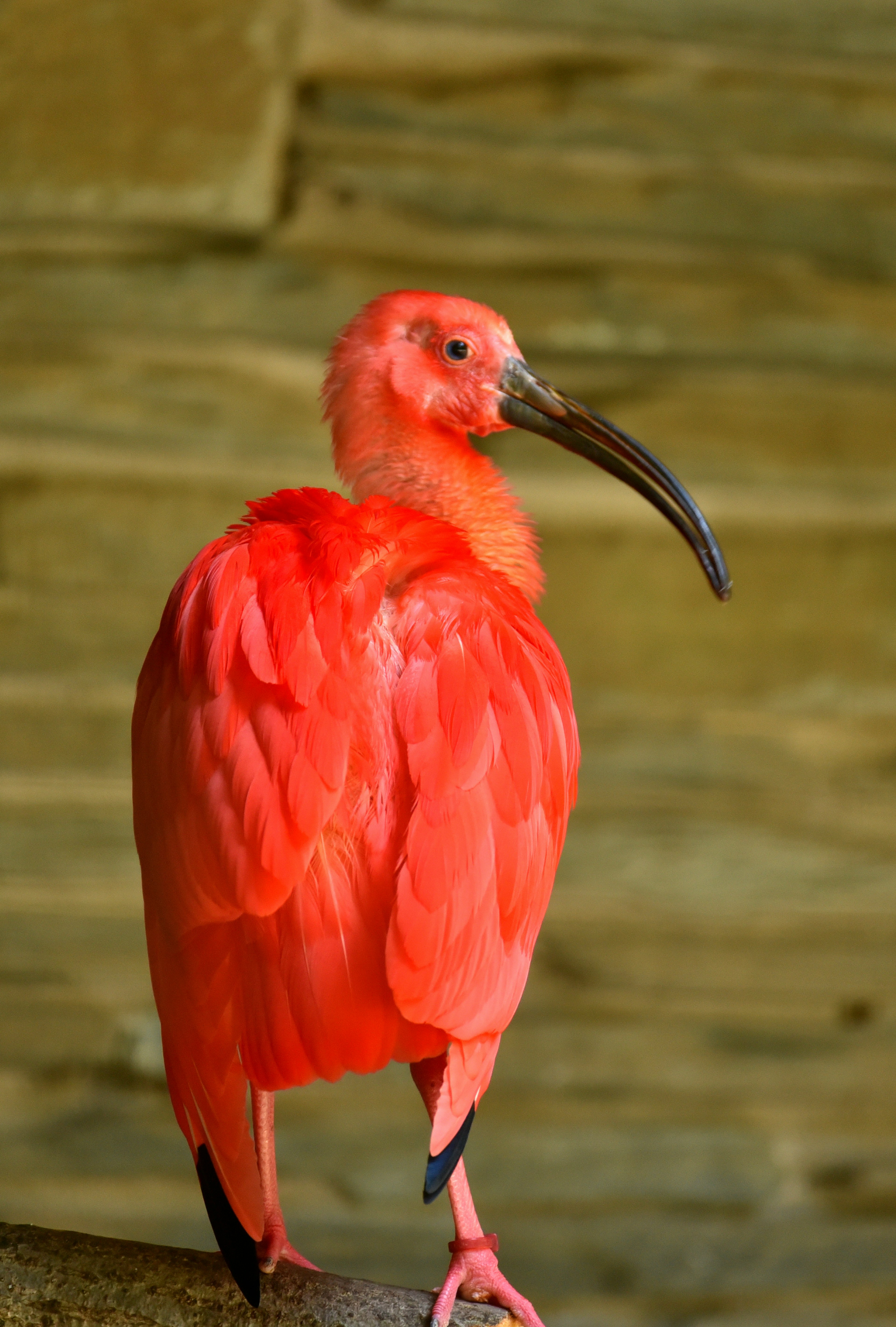 Seekor ibis merah cerah berdiri di atas cabang