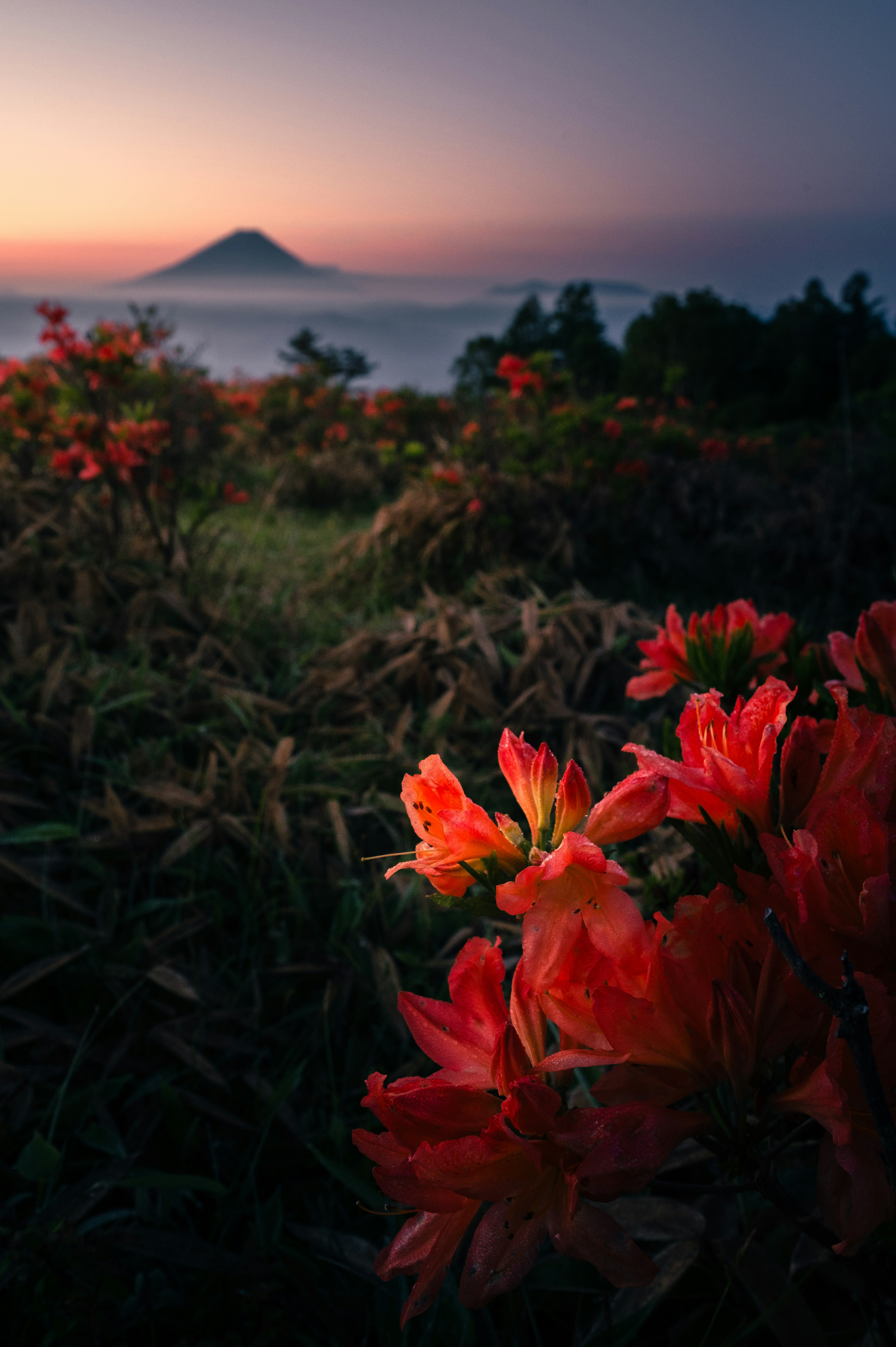 Bunga merah cerah saat senja dengan gunung di latar belakang