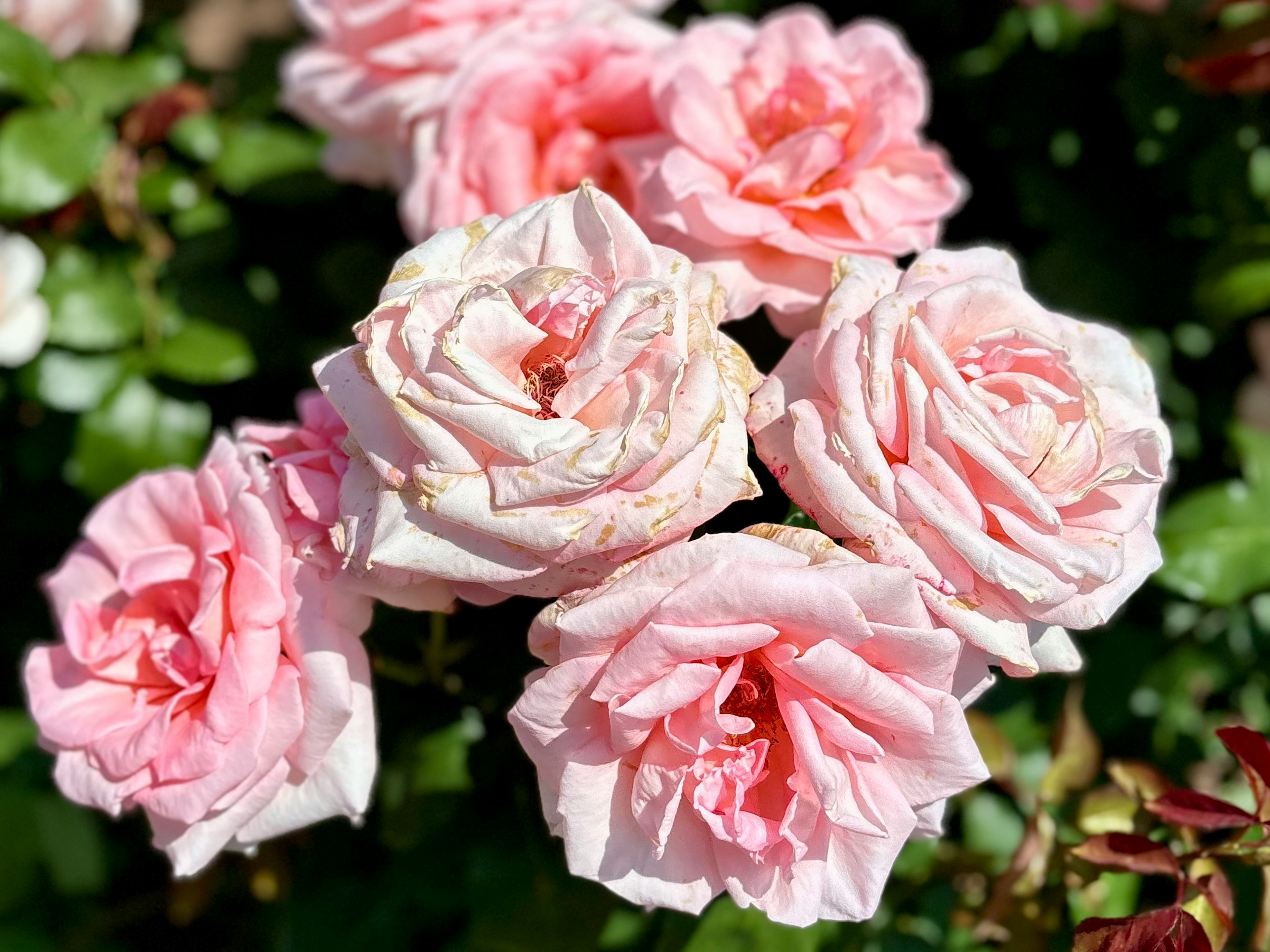 薄いピンクのバラの花束が緑の葉に囲まれている