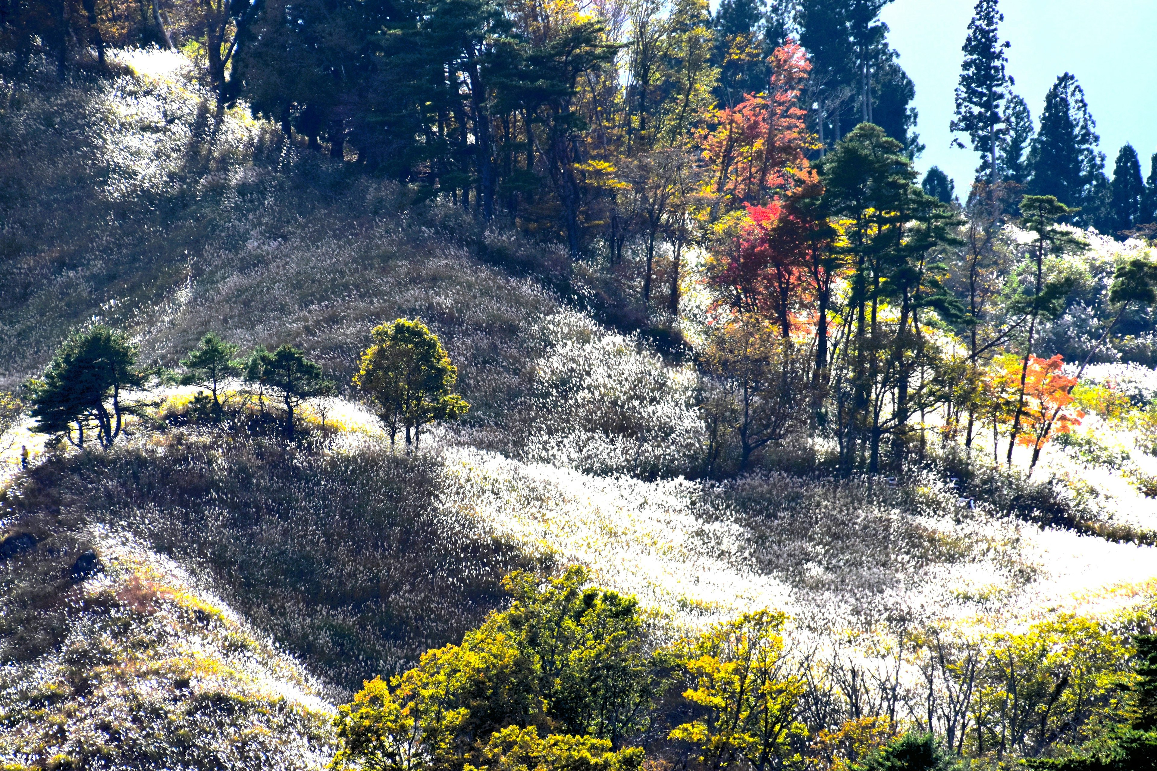 ทิวทัศน์ภูเขาที่สวยงาม มีต้นไม้สีเขียวและใบไม้หลากสี