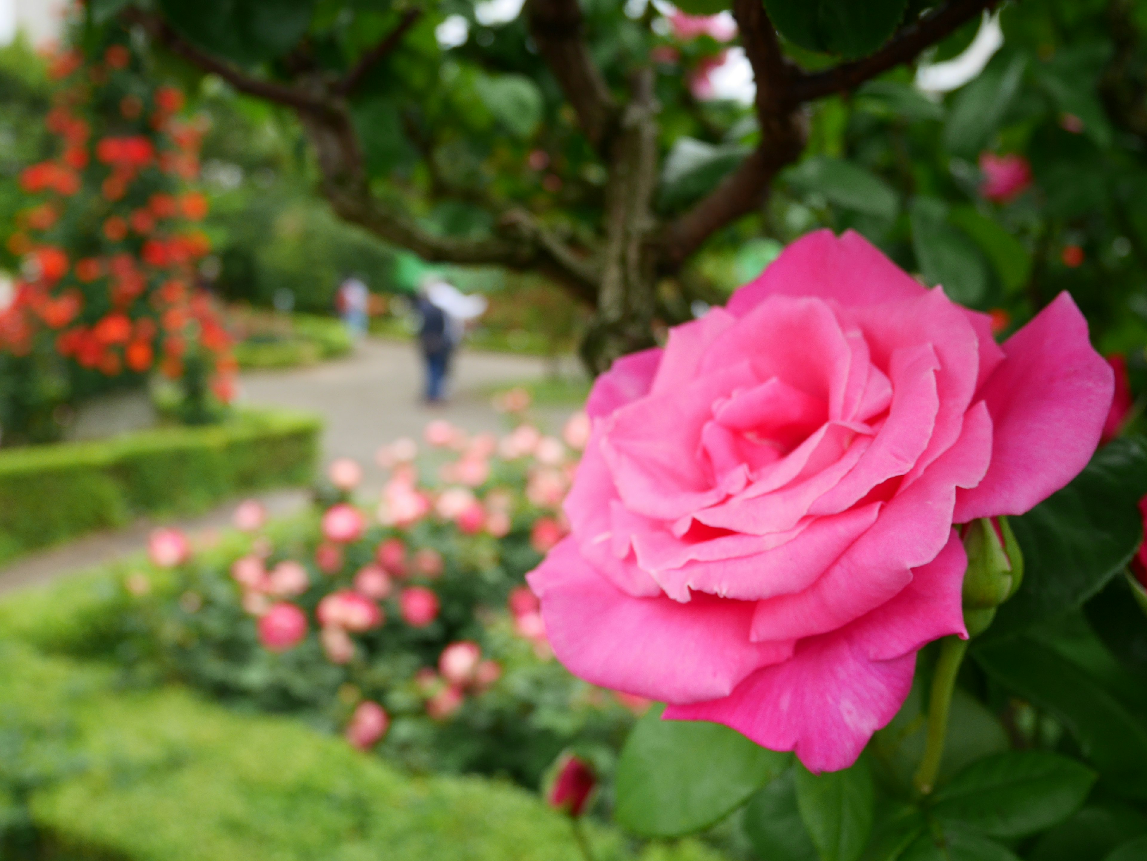 Una rosa rosa vibrante floreciendo en un jardín