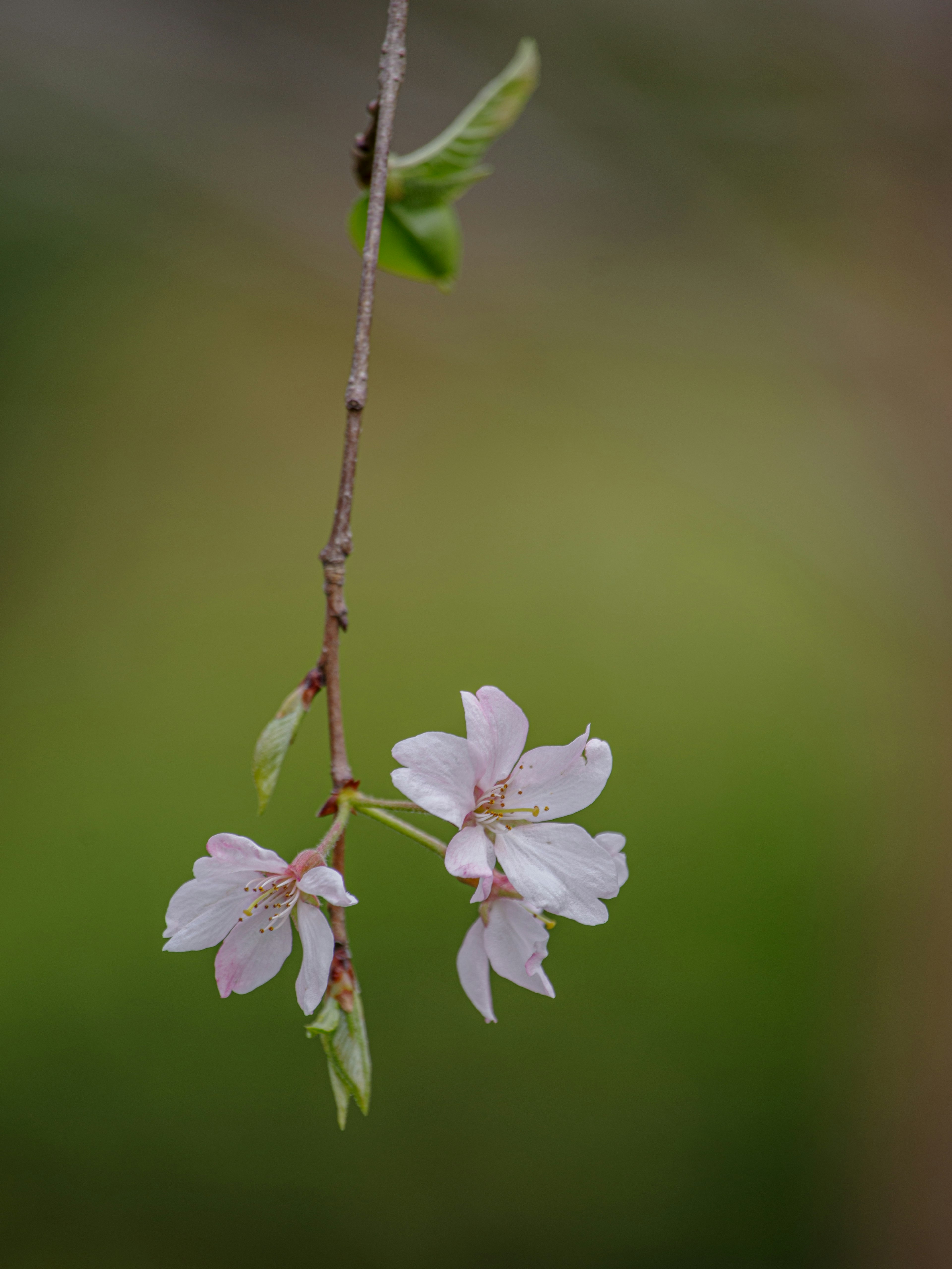 Kedekatan bunga sakura di latar belakang hijau