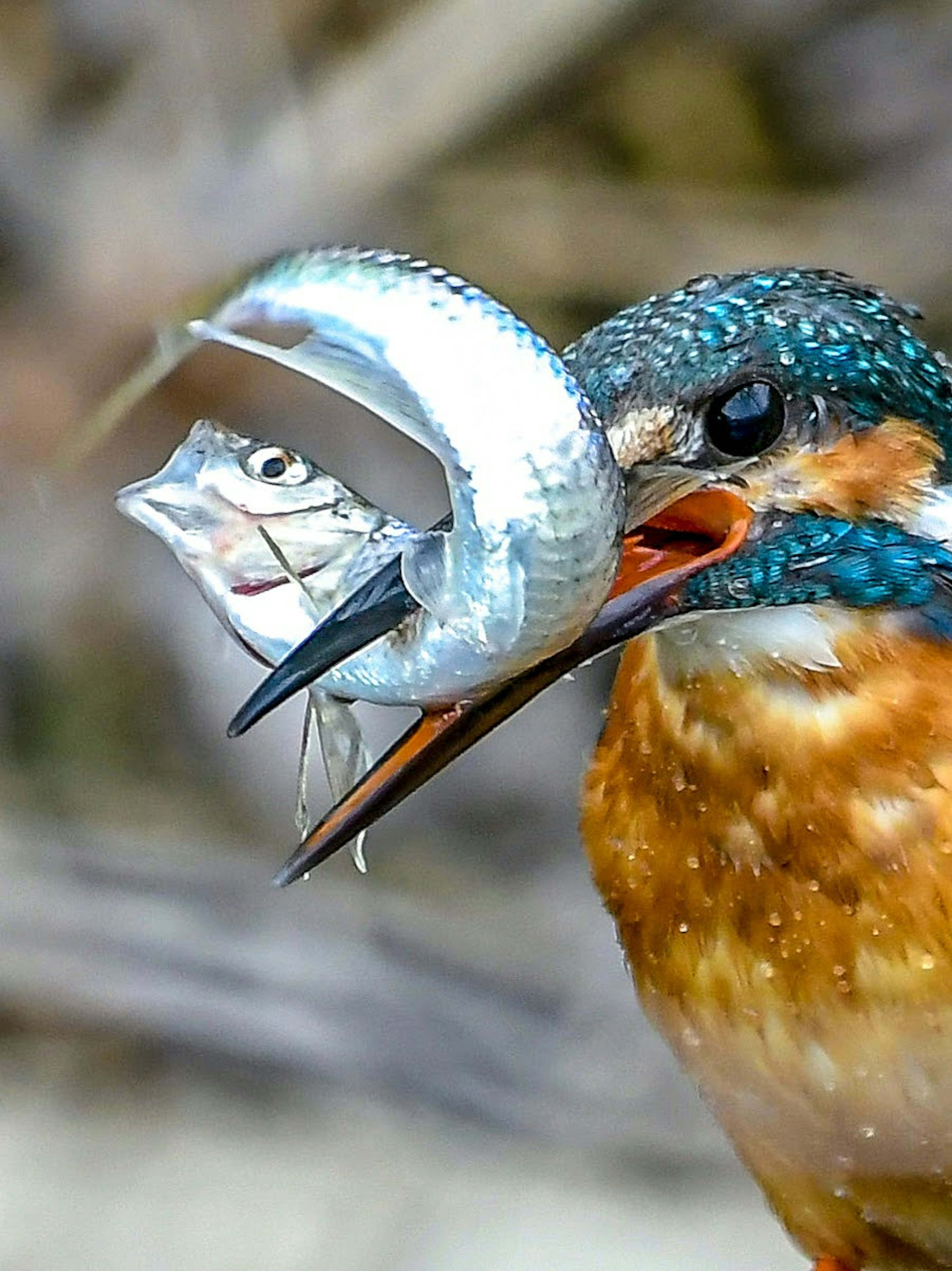 Close-up of a kingfisher holding a fish in its beak