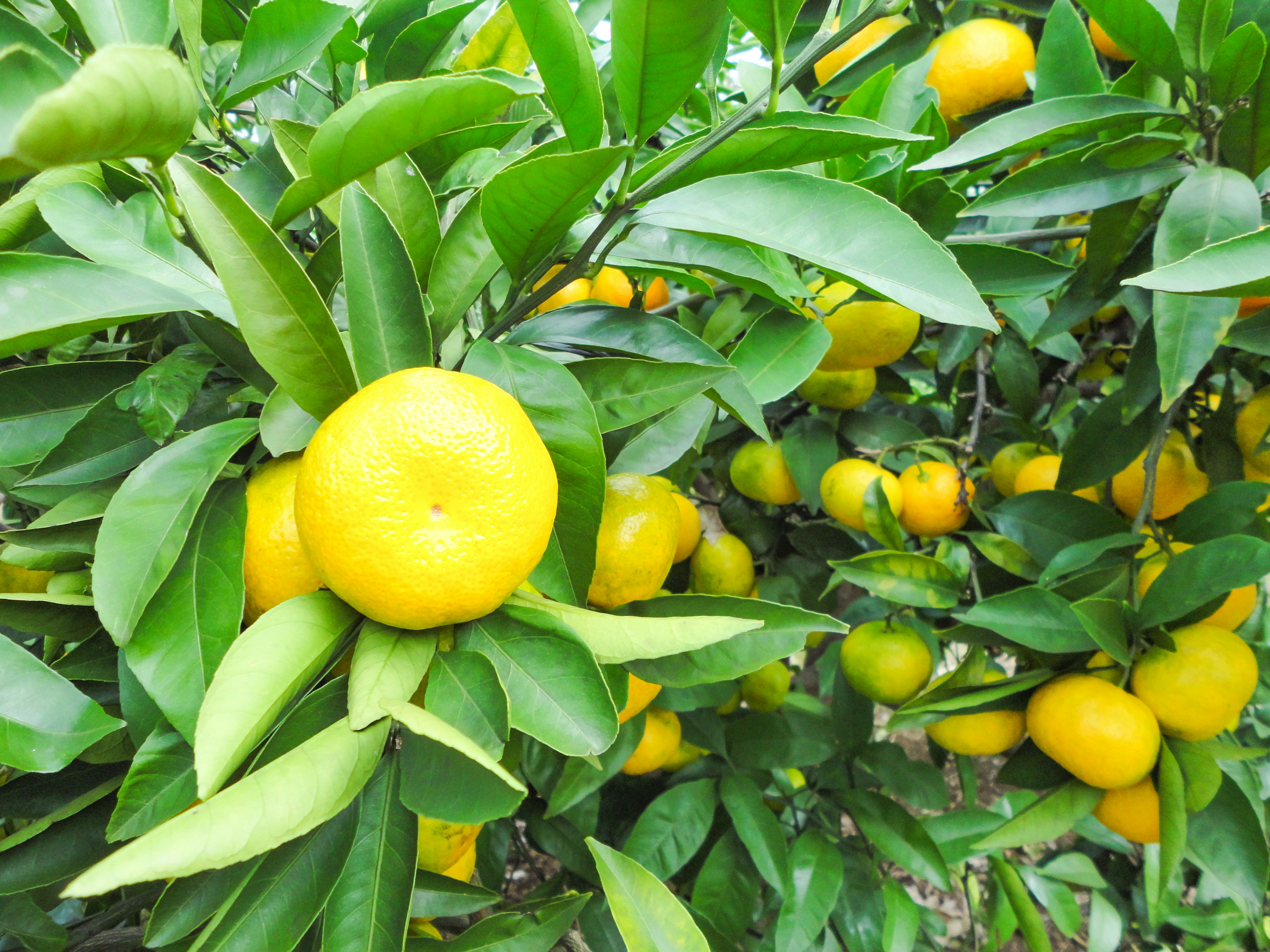 Citrus tree with yellow oranges surrounded by green leaves