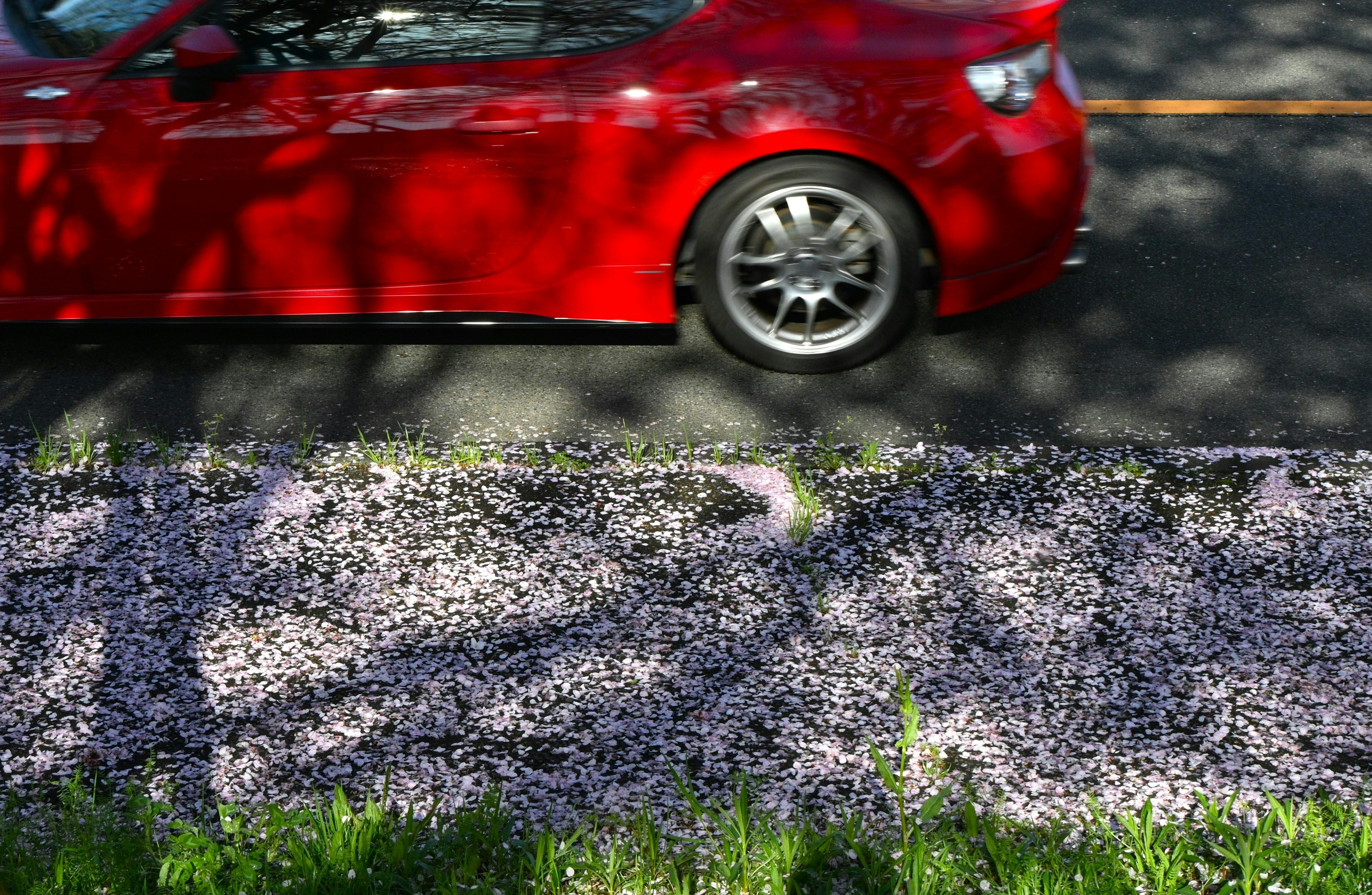 Auto rossa accanto a una strada coperta di petali di ciliegio