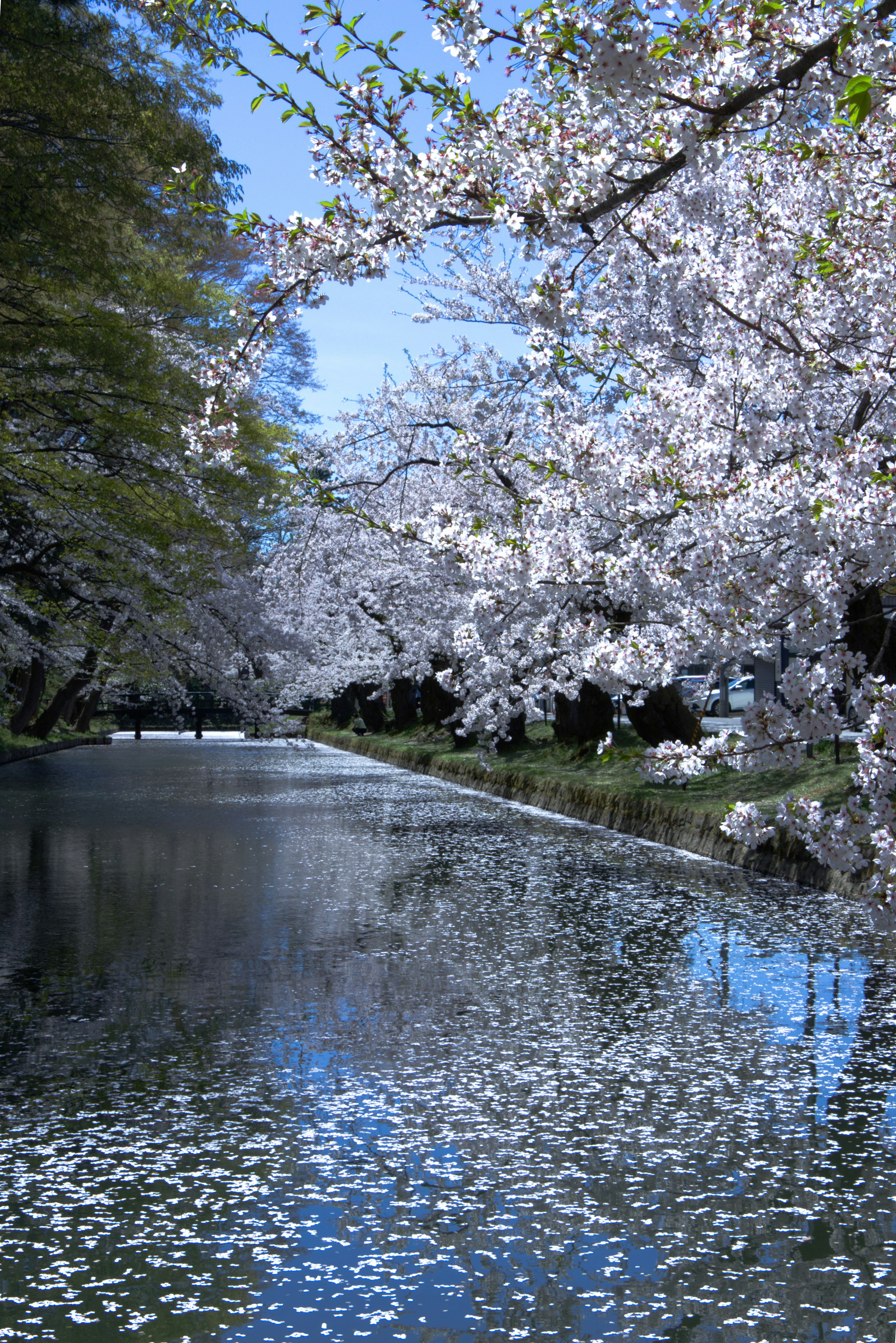 櫻花樹沿河的風景