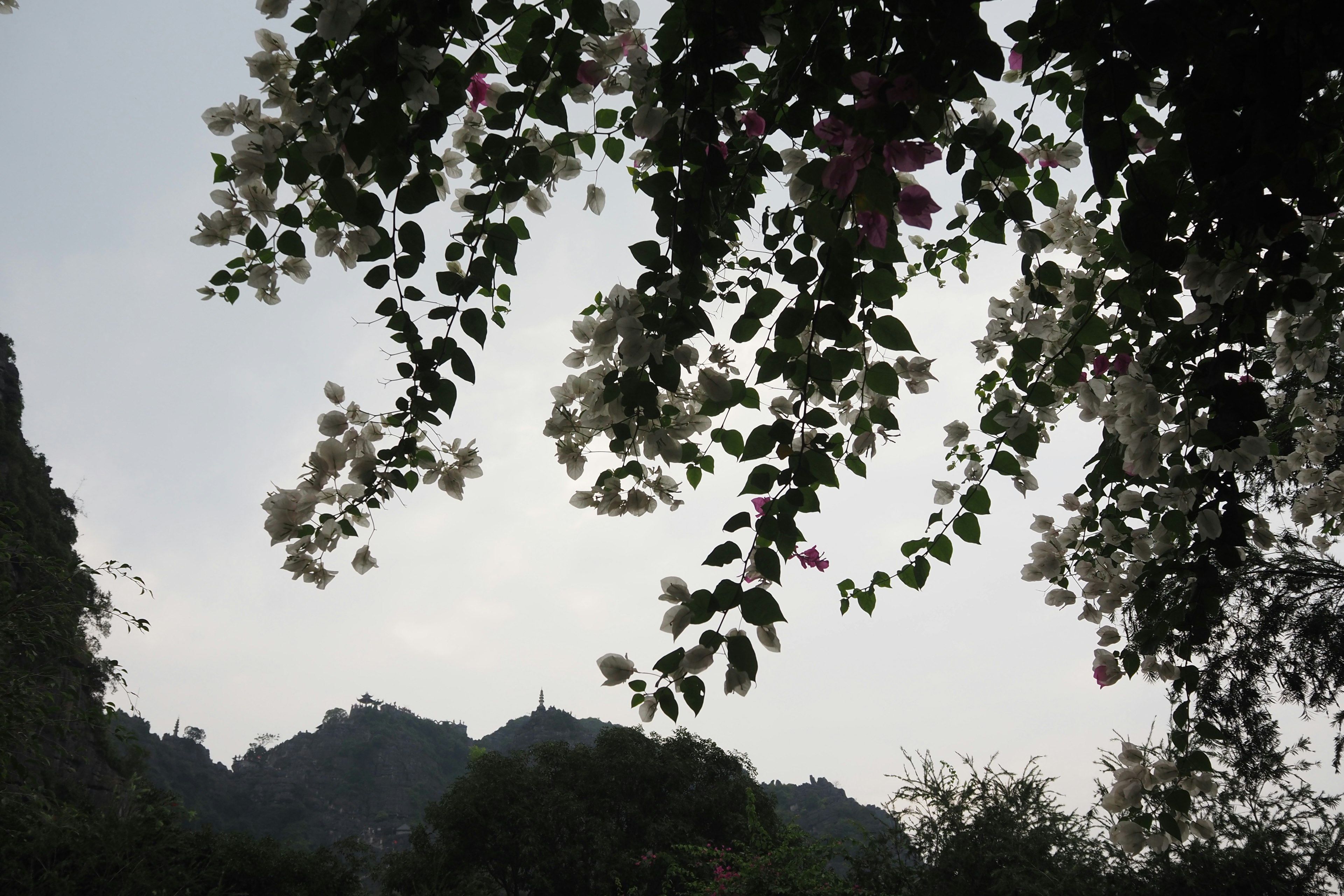 Vista panoramica di montagne con fiori di bougainvillea sotto un cielo nuvoloso