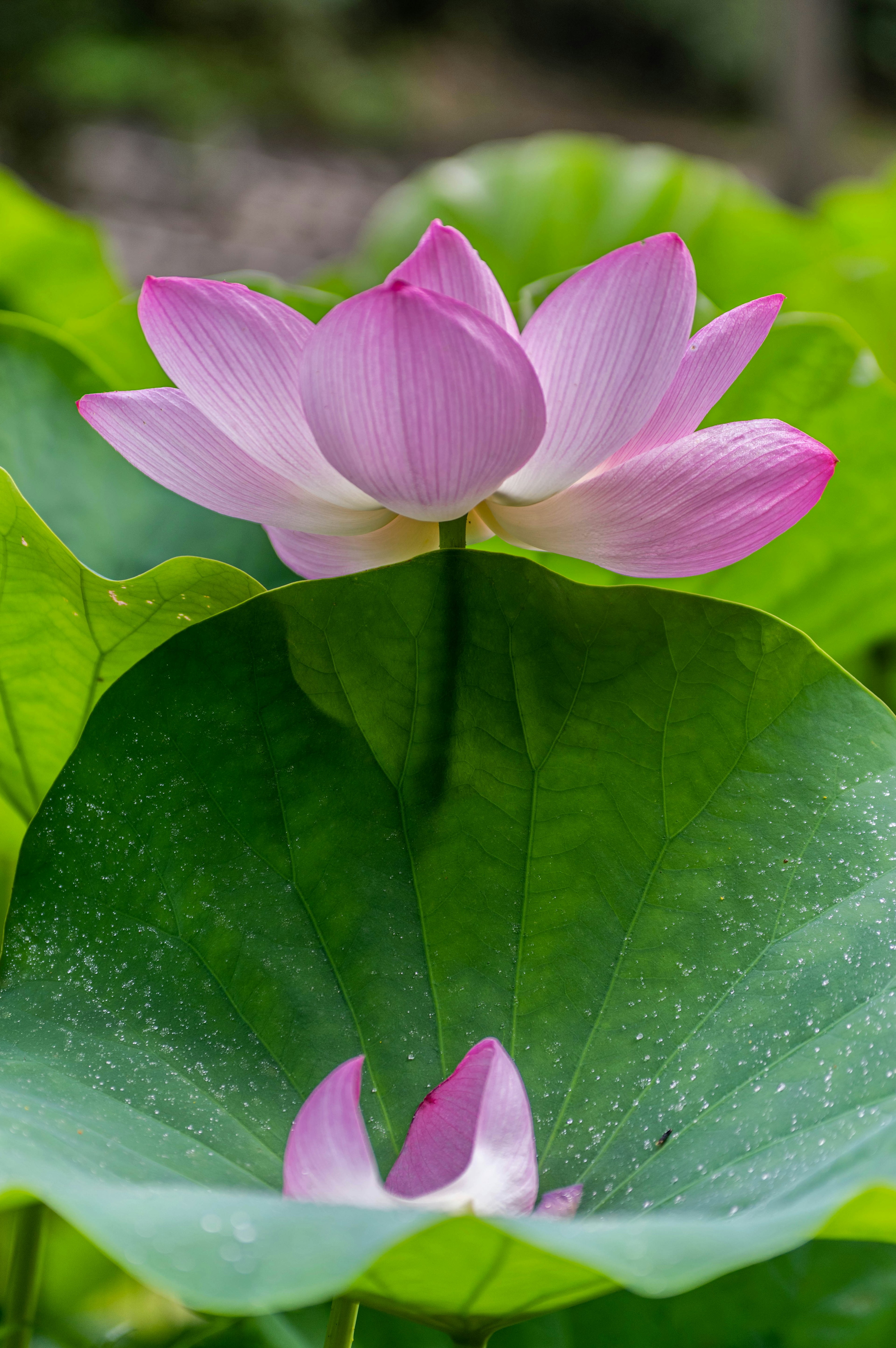 Pink lotus flower with large green leaves floating on water