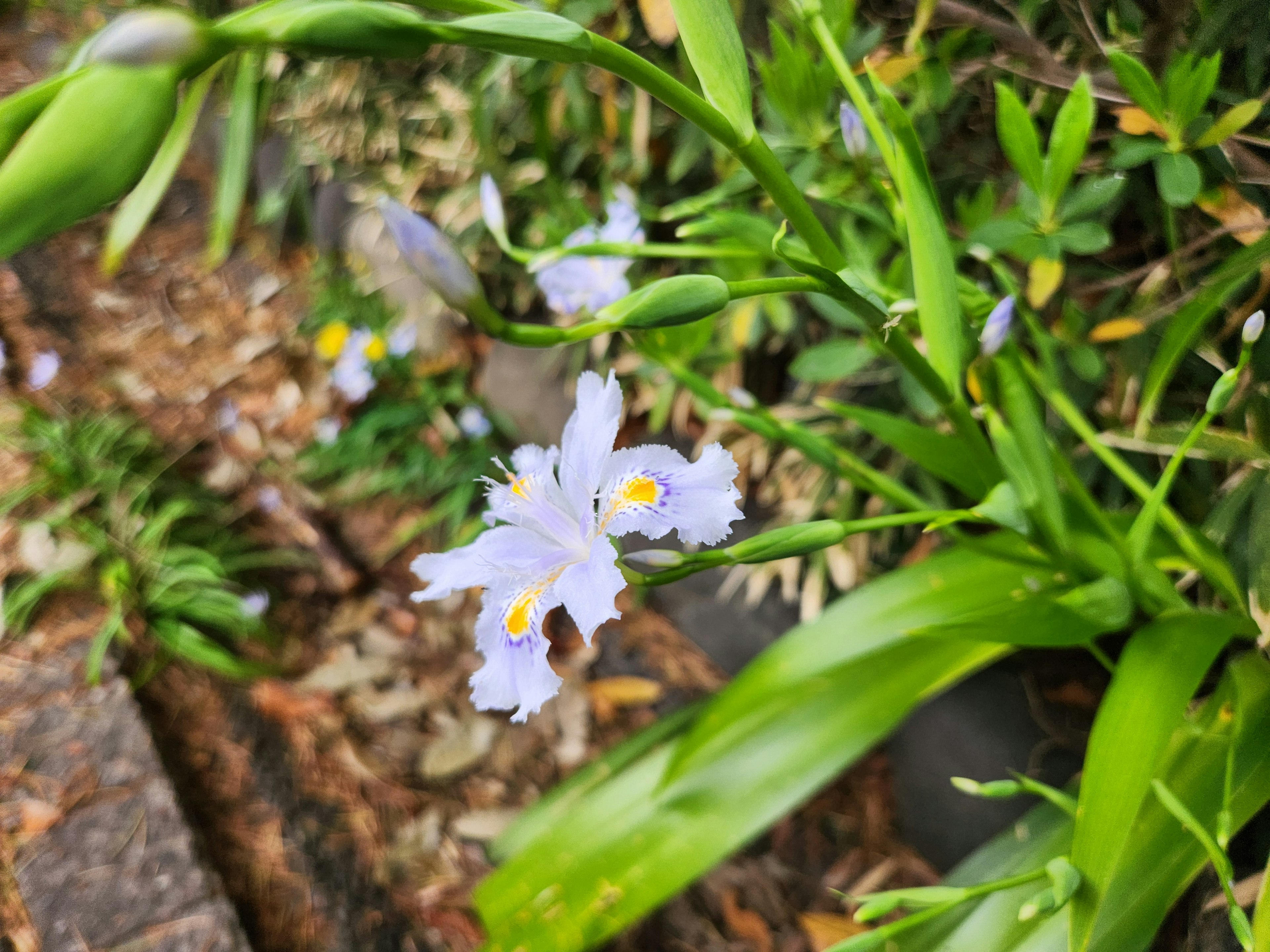 Primo piano di fiori viola chiaro e foglie verdi di una pianta