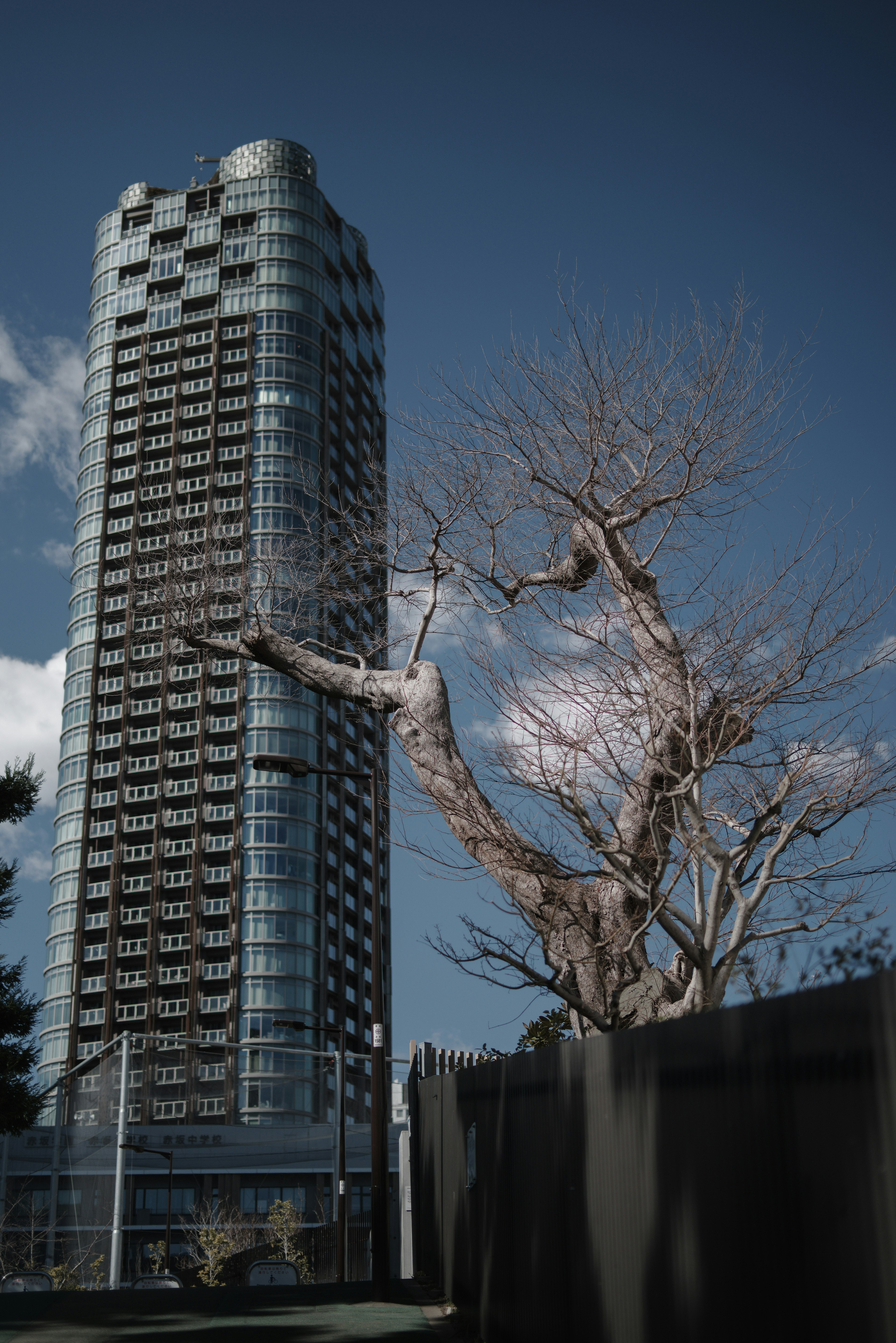 A striking contrast between a tall building and a bare tree