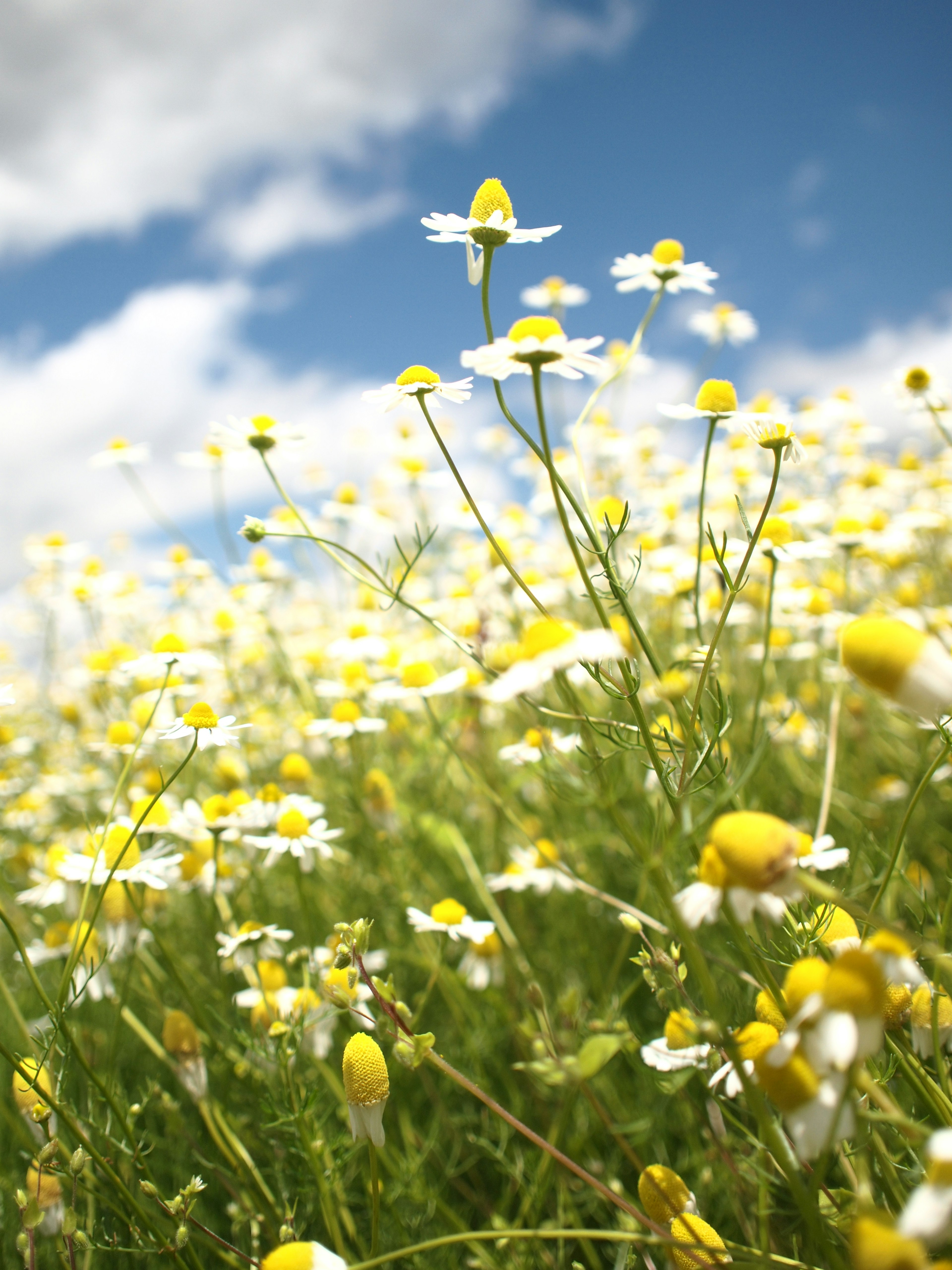 Campo de flores blancas y amarillas bajo un cielo azul