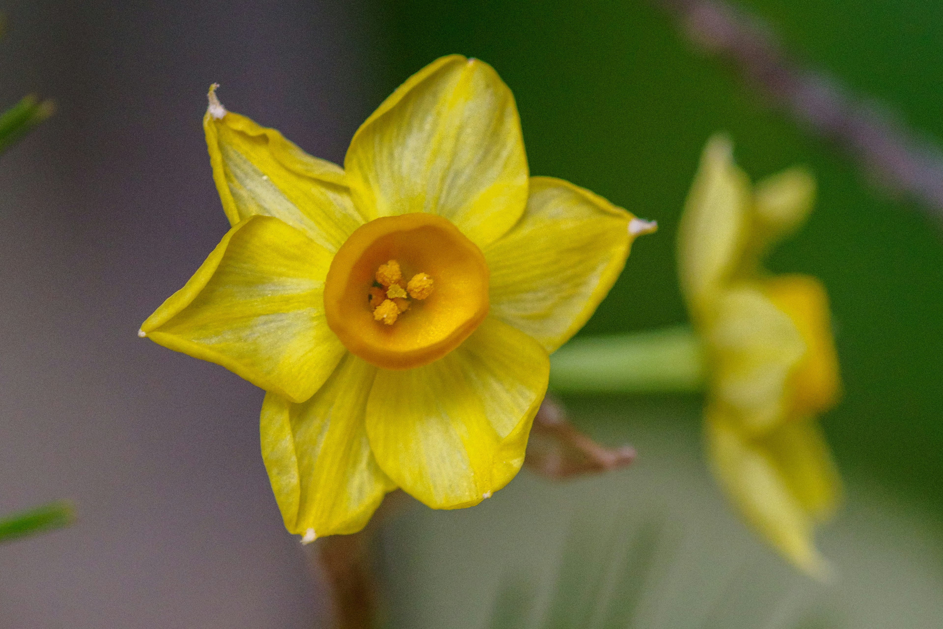 Flor amarilla con pétalos y una parte central naranja