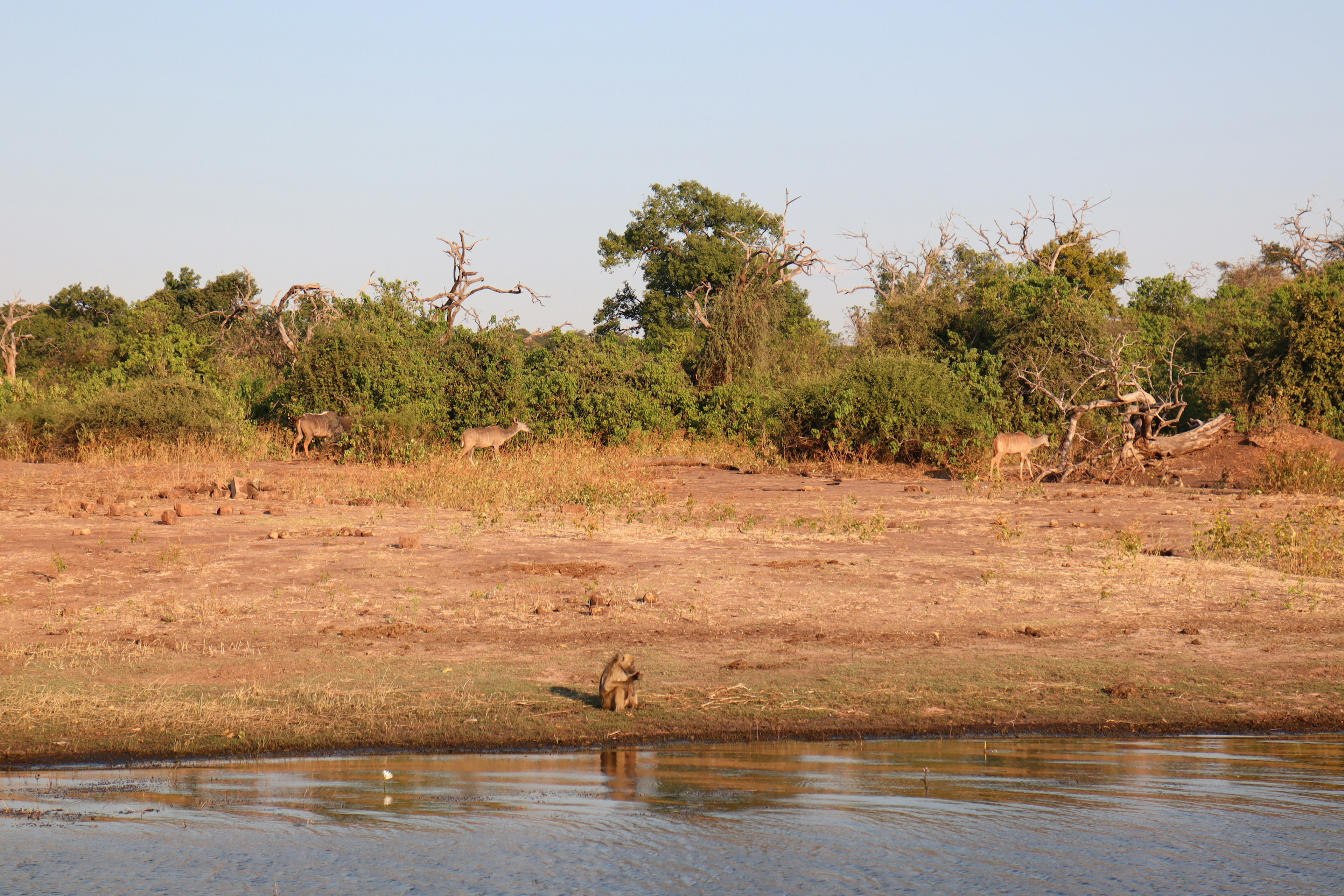 A landscape featuring green trees on dry land and reflections on the water surface