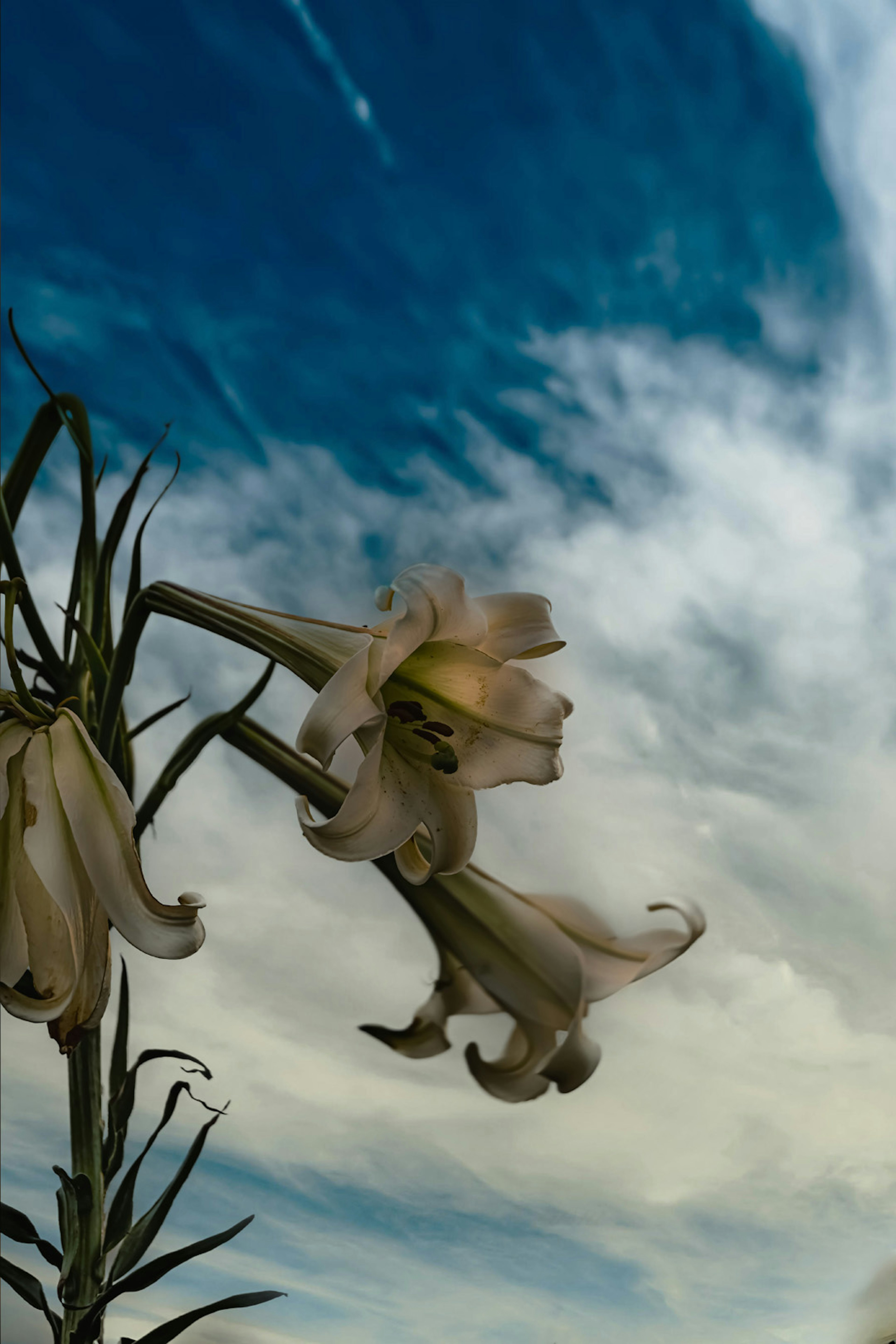 Acercamiento de lirios blancos floreciendo bajo un cielo azul