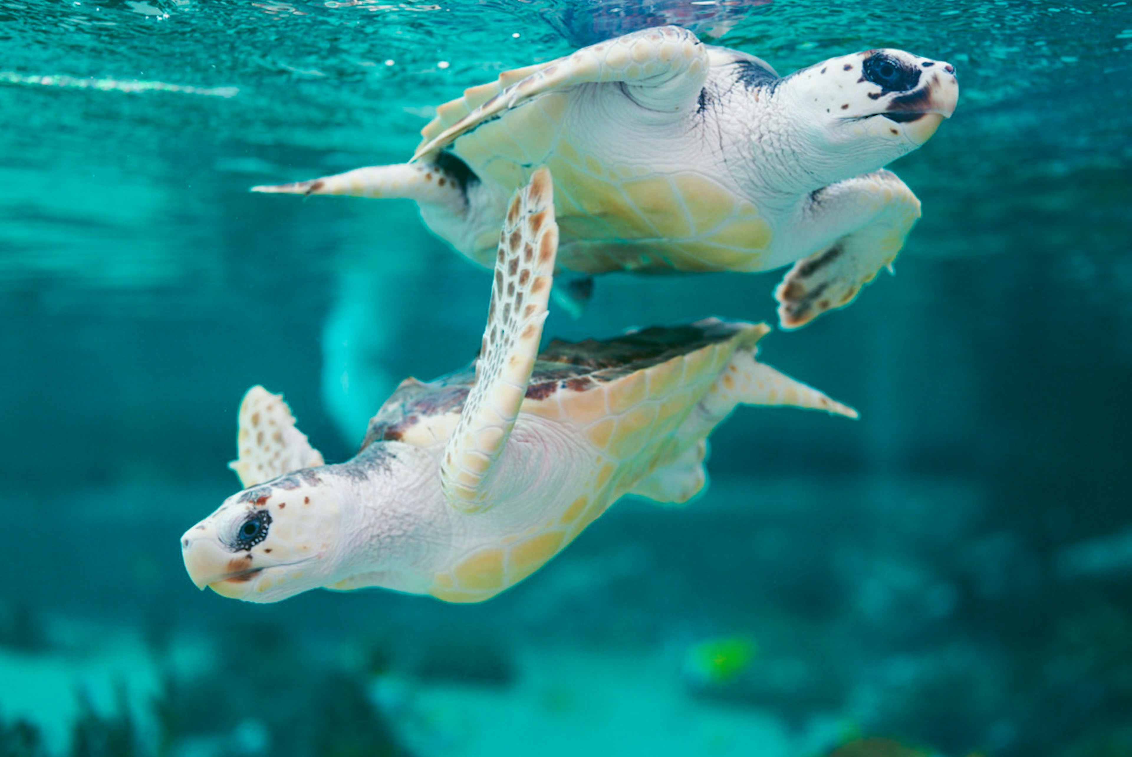 Two sea turtles gracefully swimming underwater