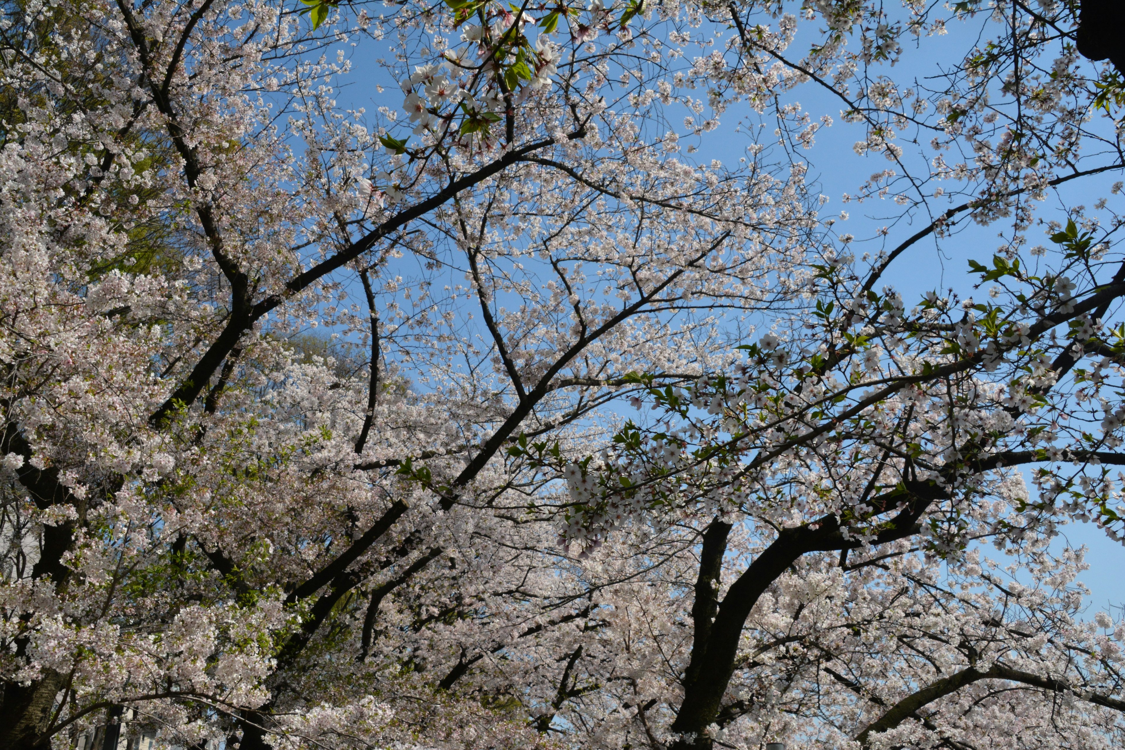 Cerezos en flor con delicadas flores rosas bajo un cielo azul brillante