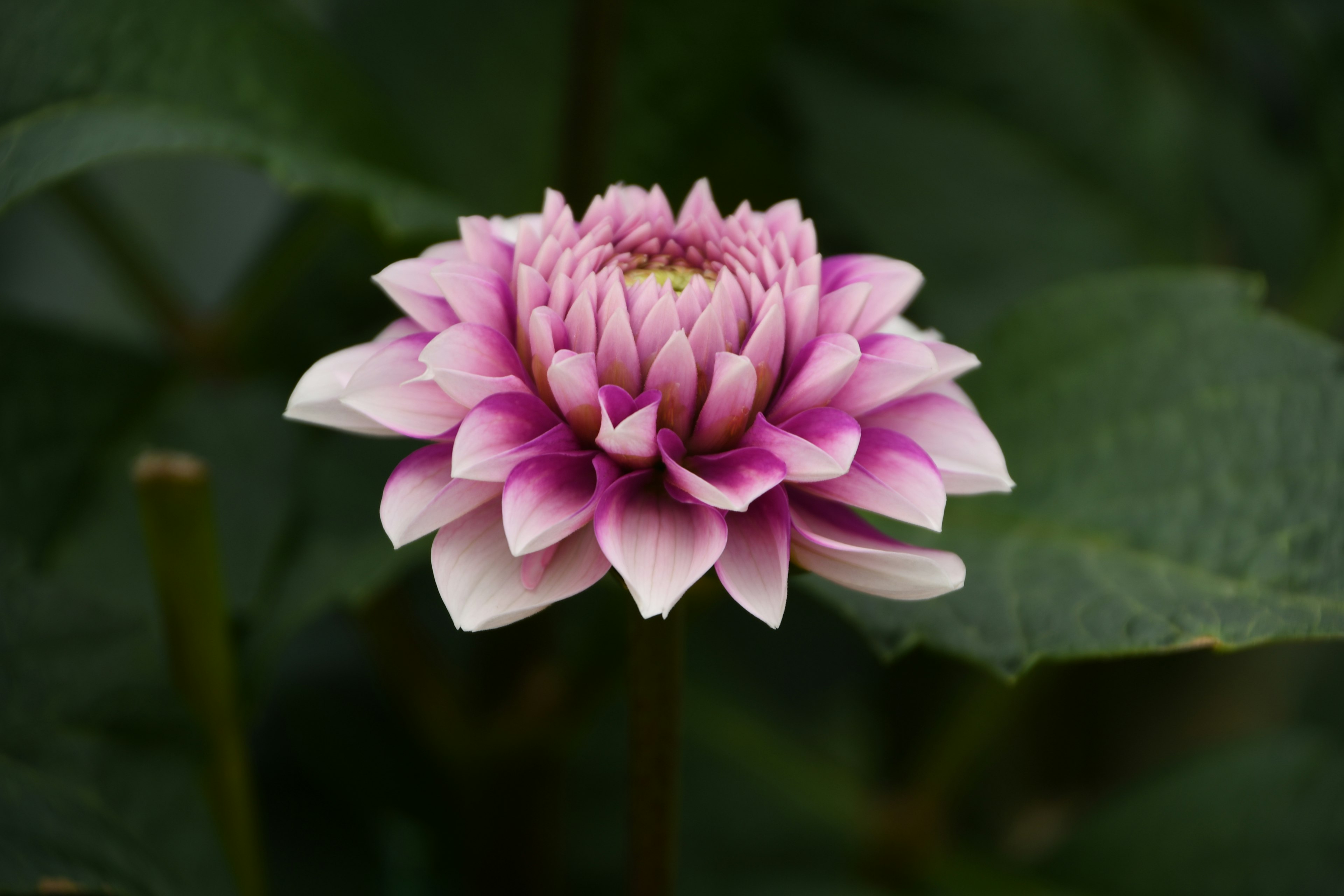 Beautiful pink lotus flower blooming among green leaves