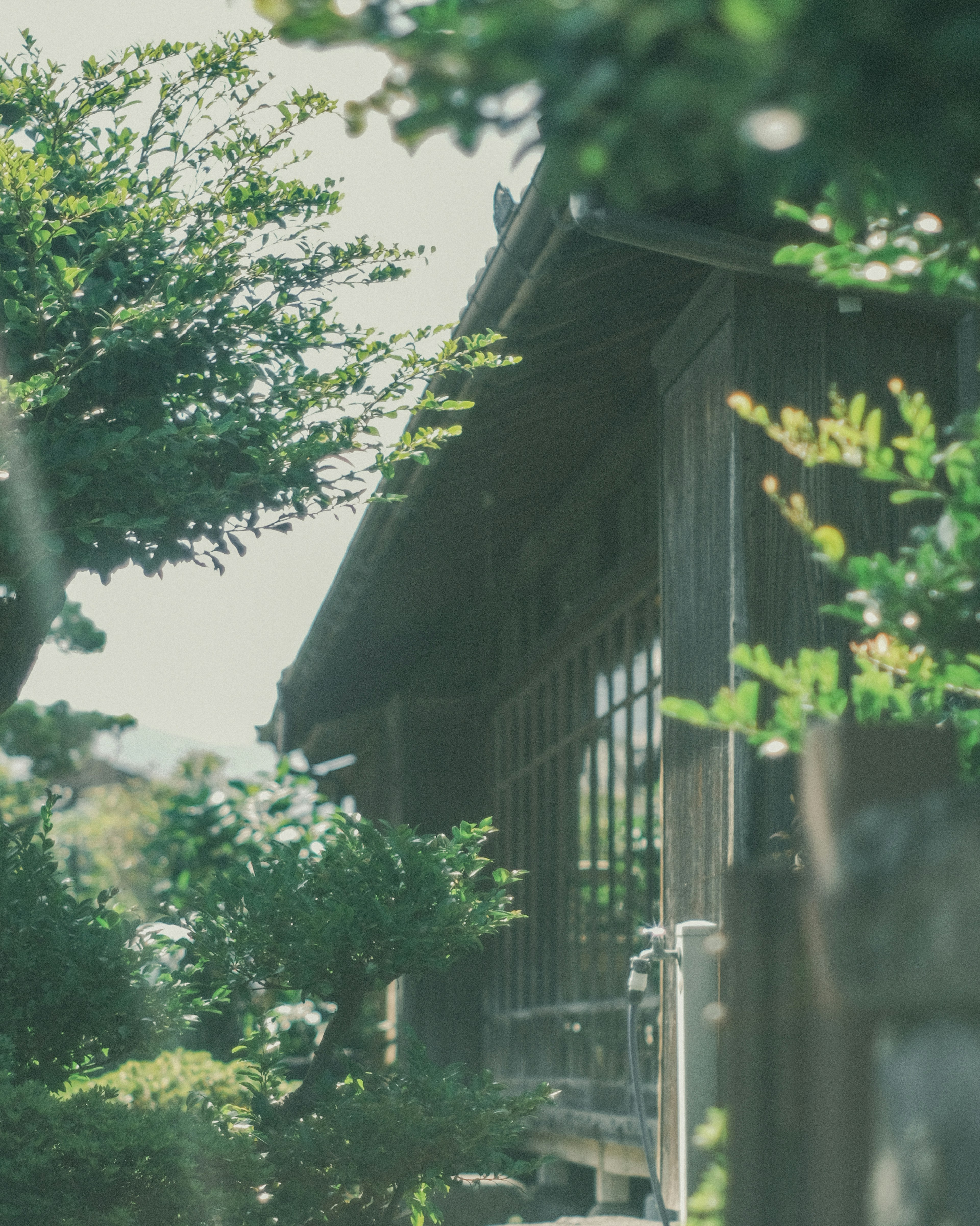 Traditional Japanese house surrounded by greenery