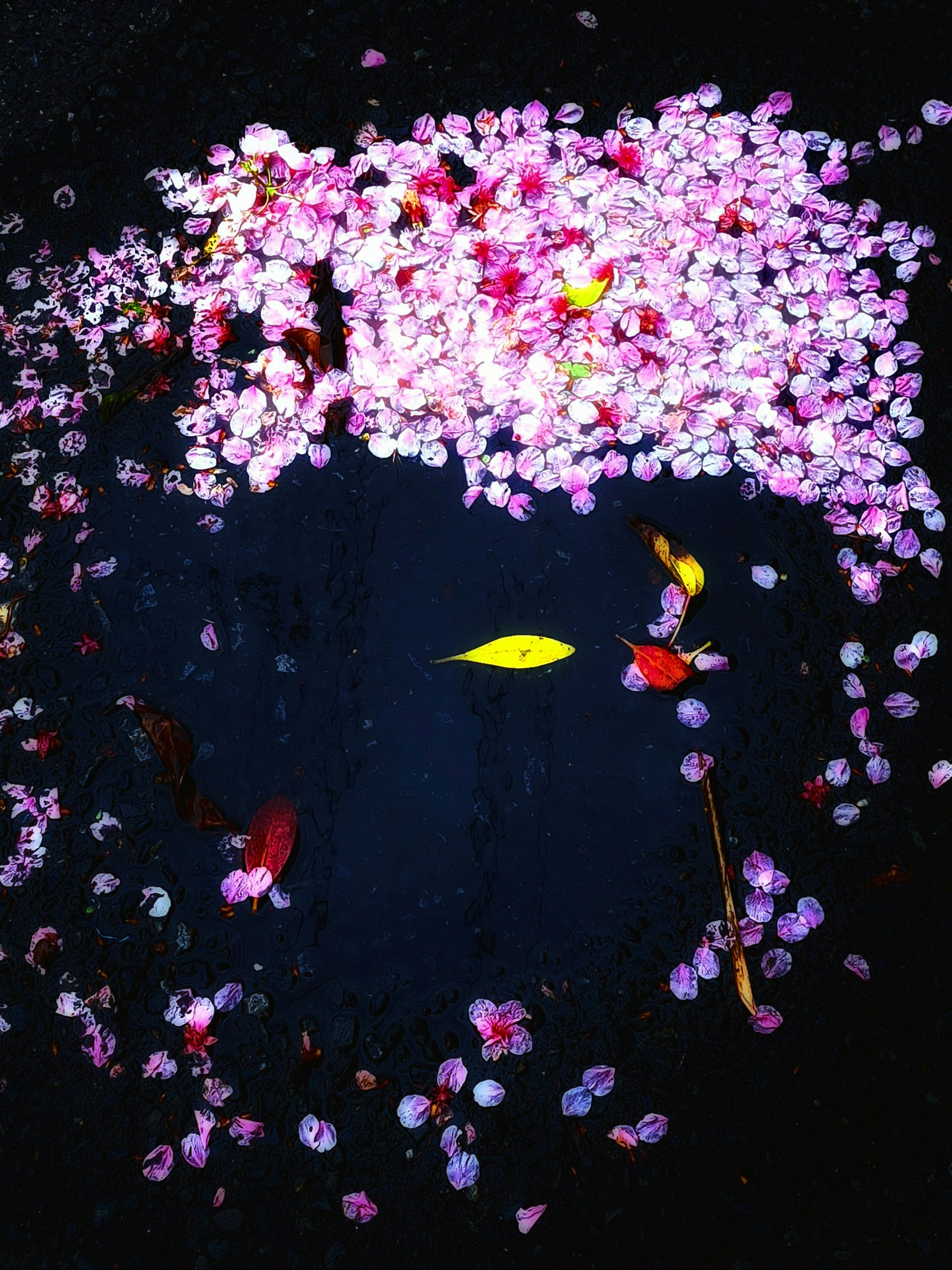 Pétalos de cerezo flotando en agua oscura con una hoja amarilla