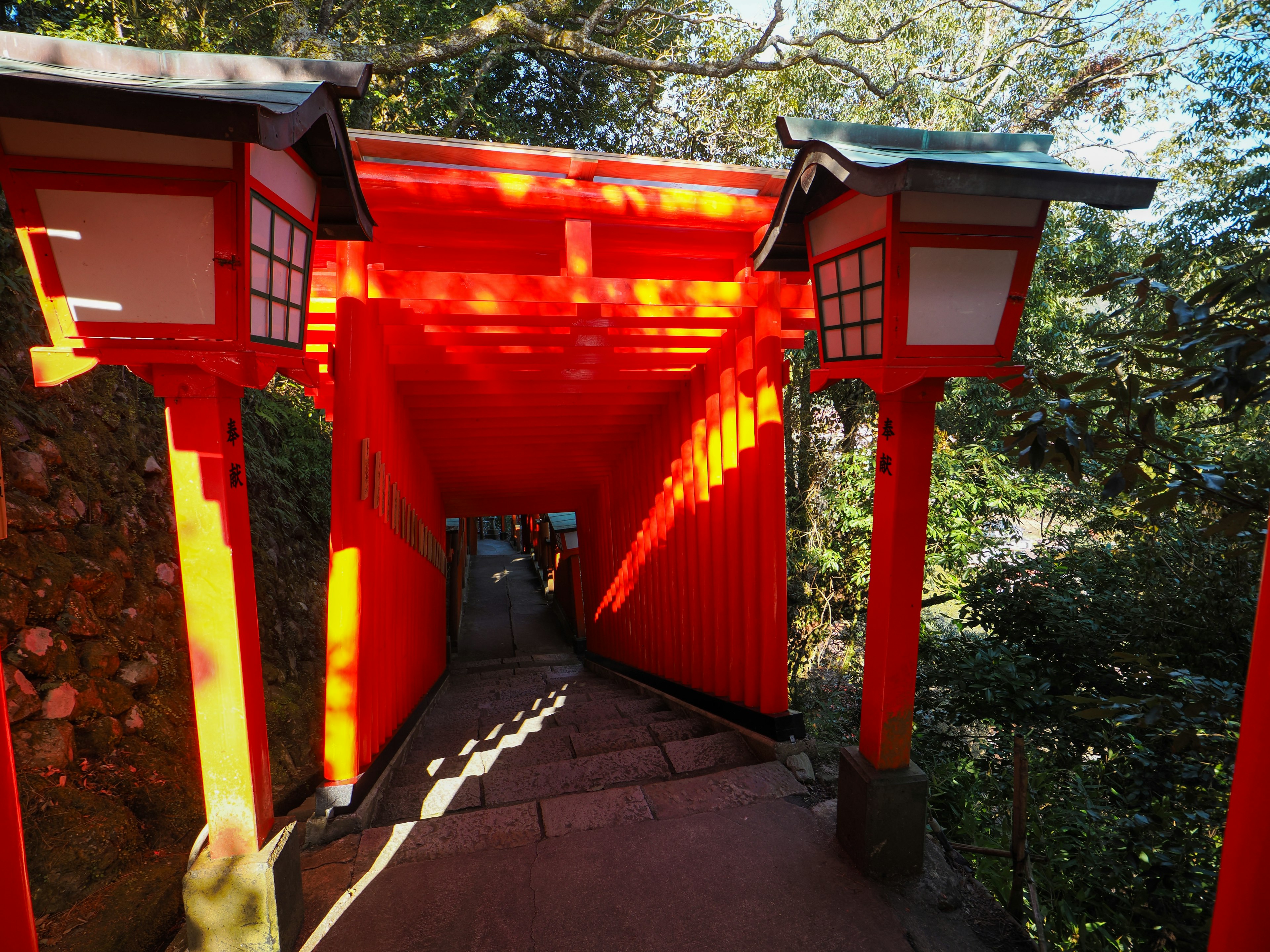 Sendero con torii rojos rodeado de vegetación