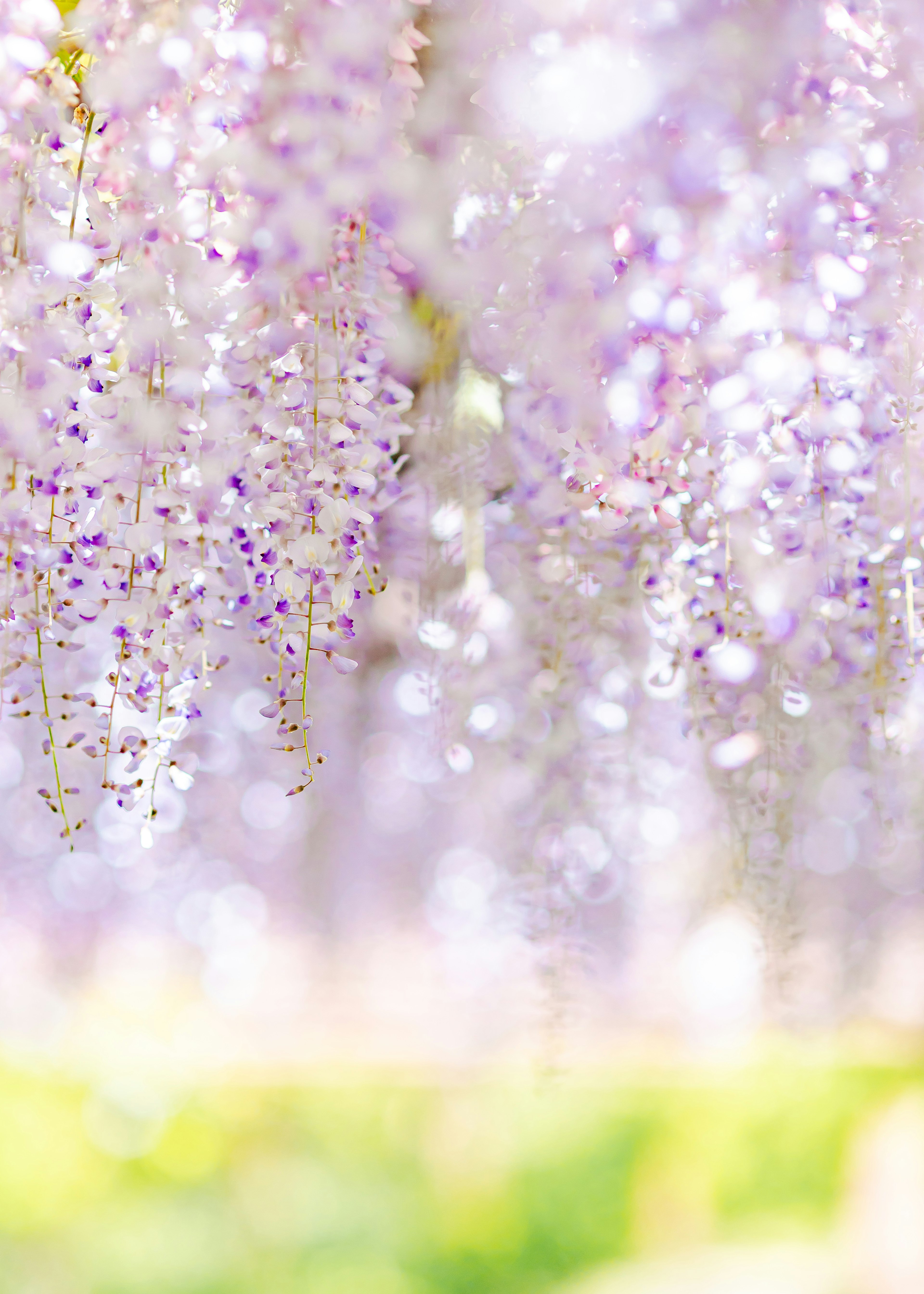 Una scena da sogno con delicati fiori di glicine viola in fiore