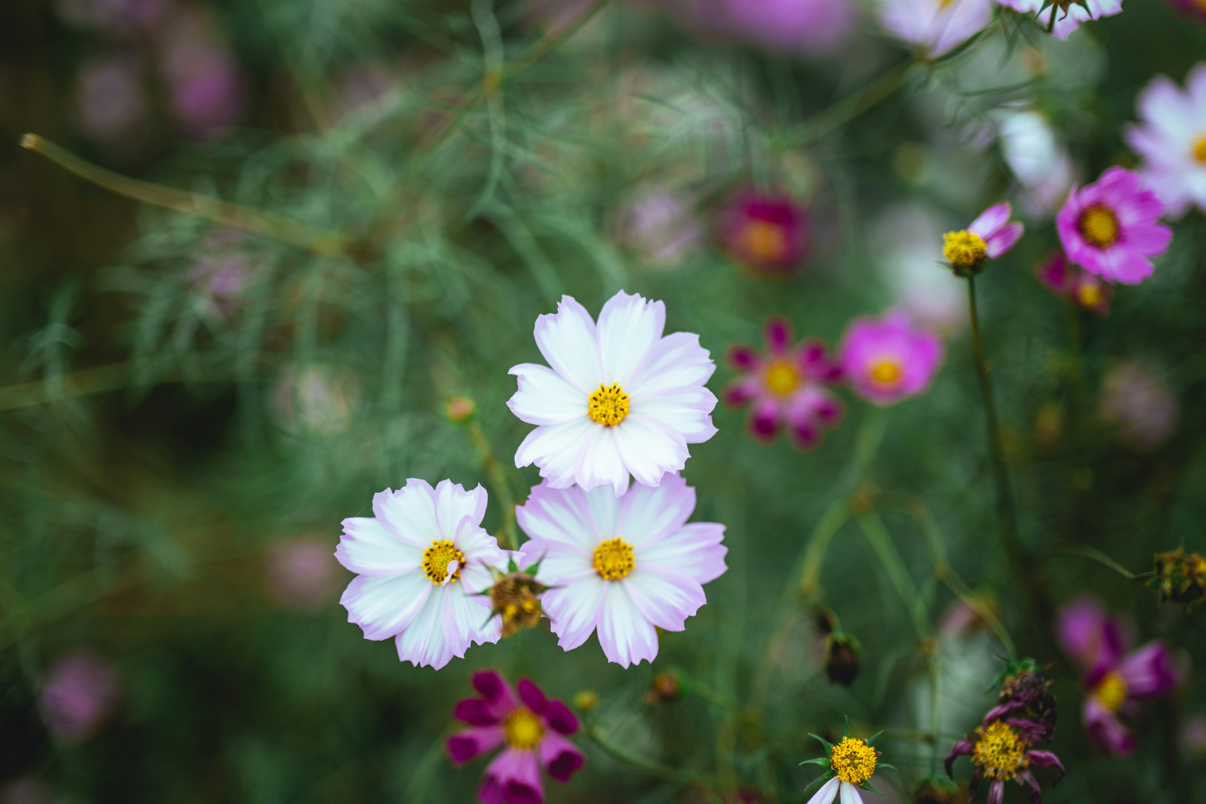 白い花とピンクの花が混在した美しい花畑