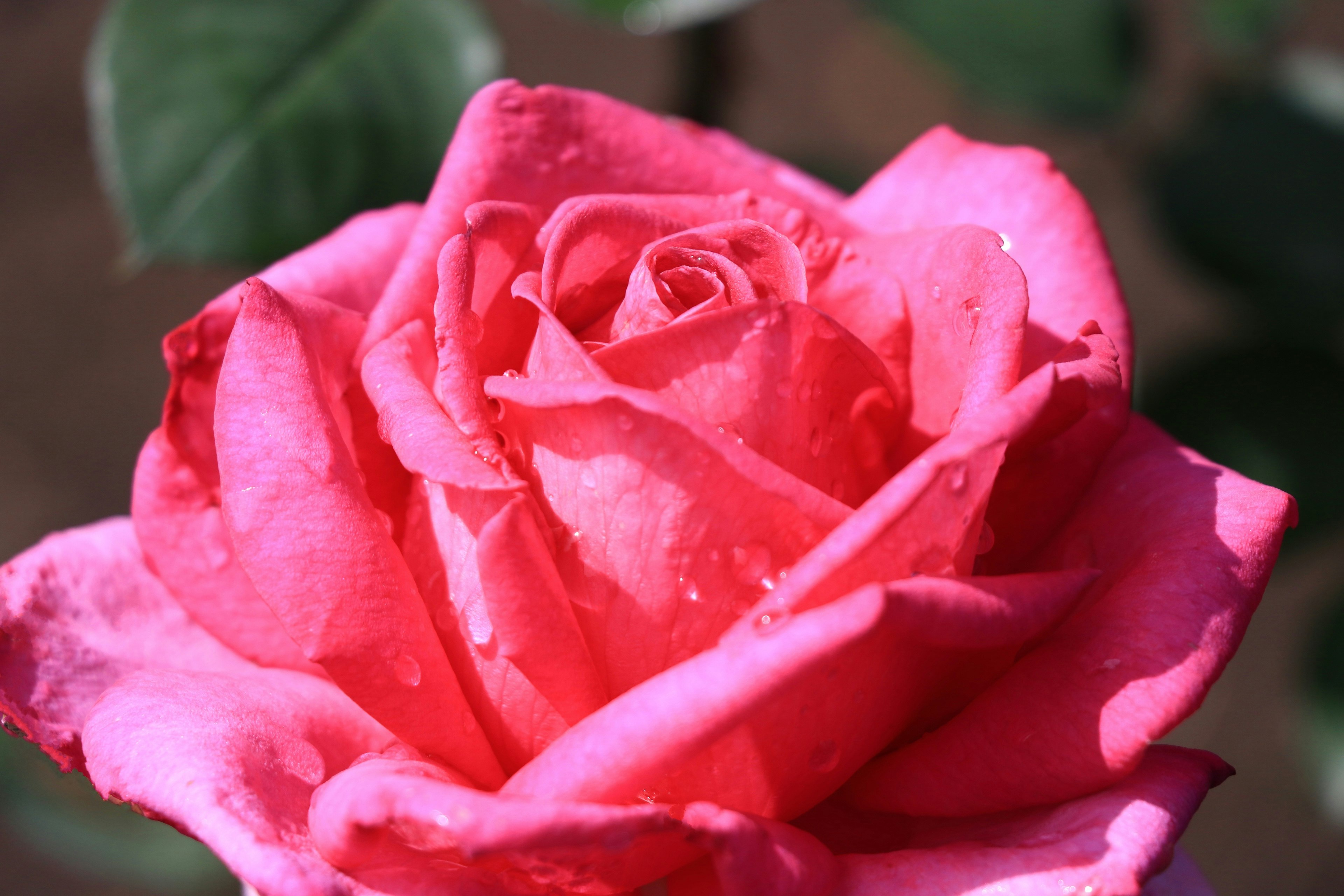 Gros plan d'une rose rose vibrante