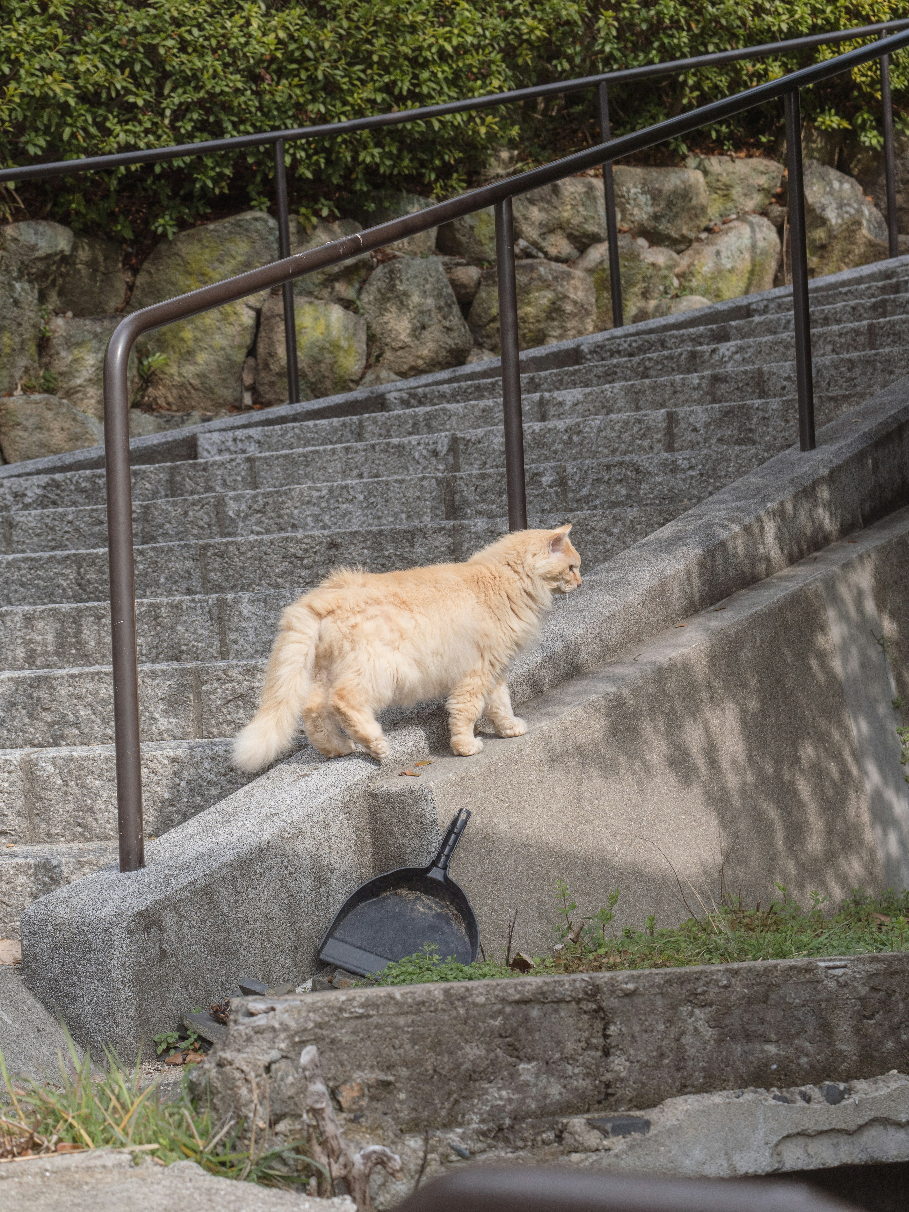 Kucing oranye berdiri di tangga dengan dinding batu di latar belakang