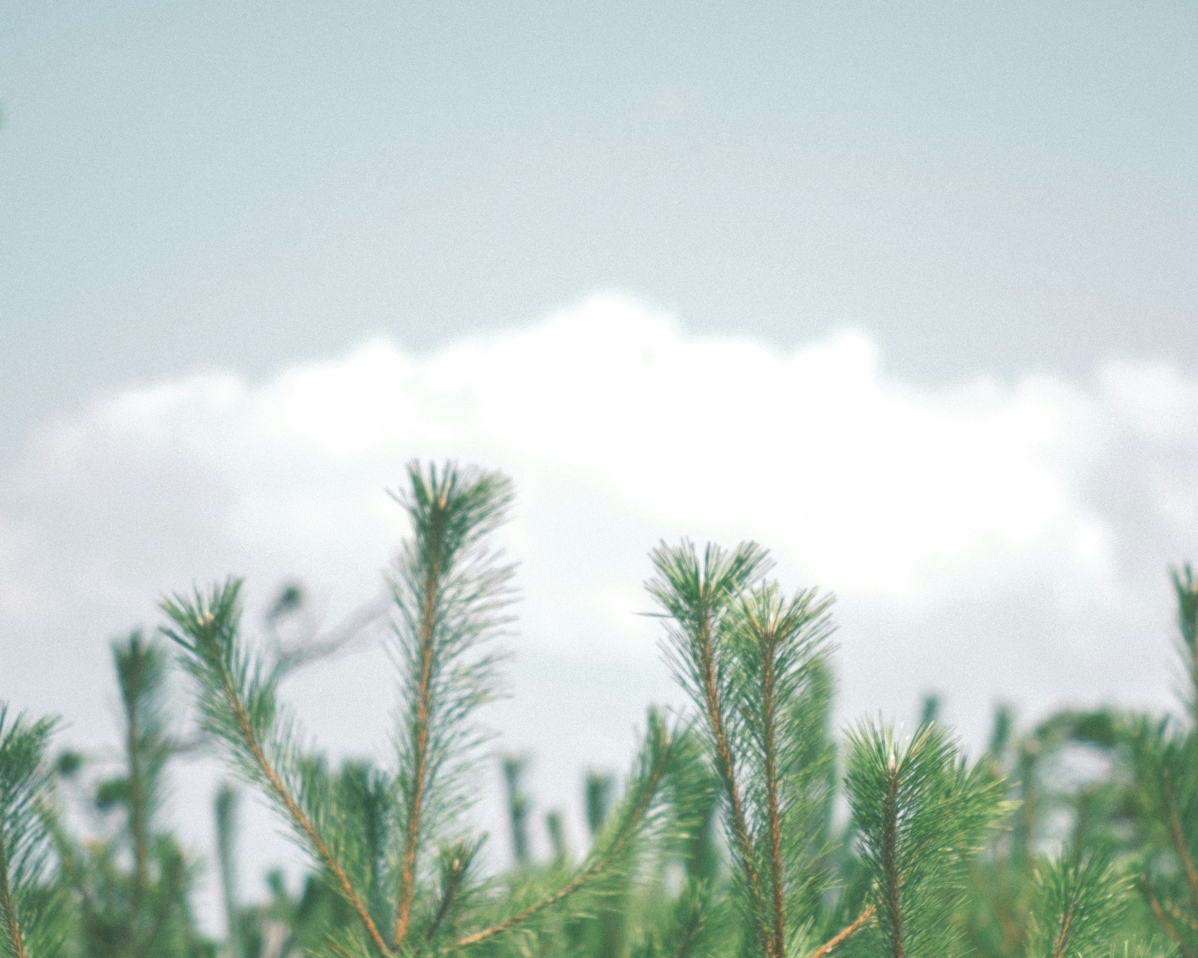 Cabang pinus di bawah langit biru dengan awan putih lembut