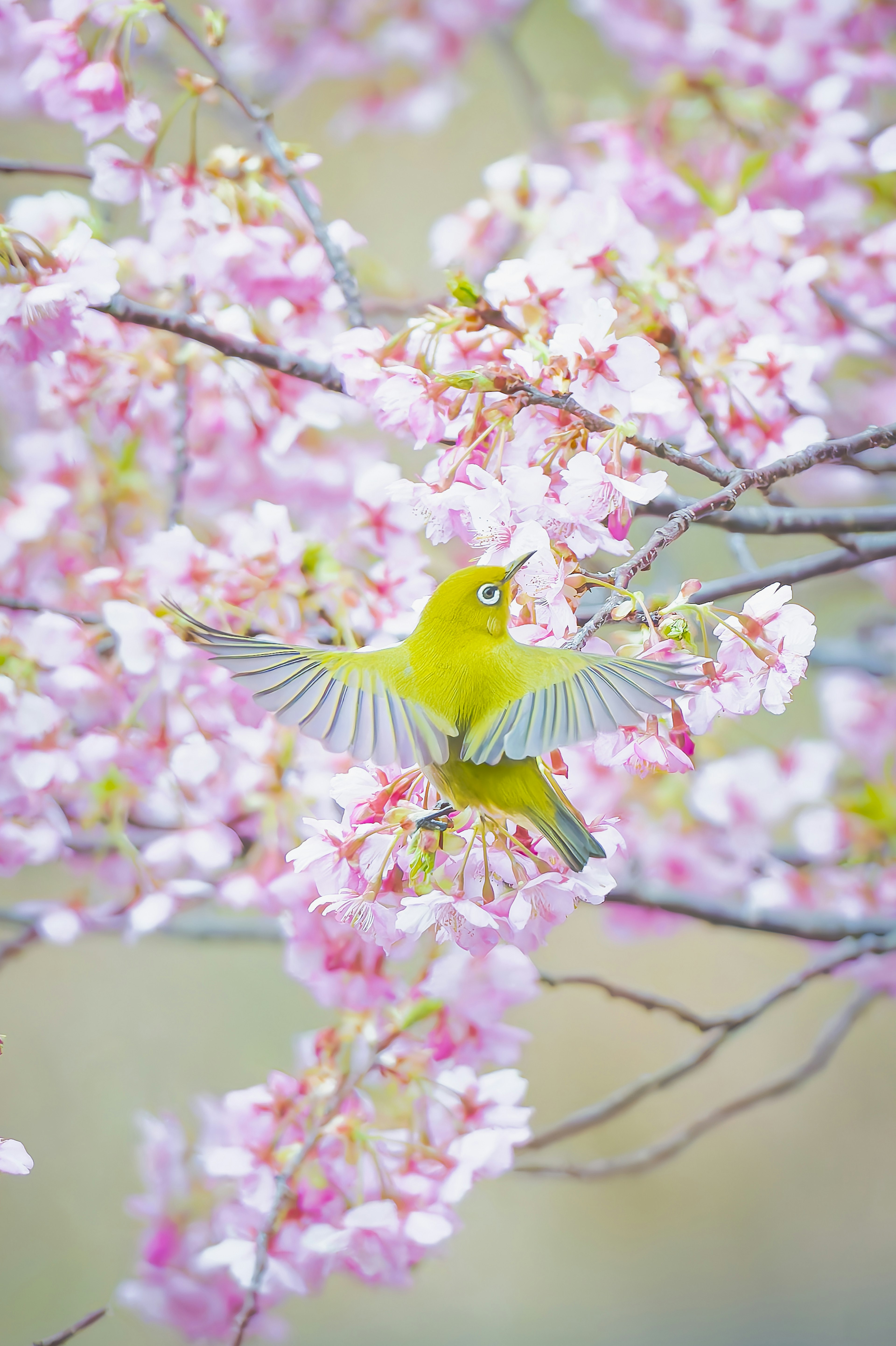 A Japanese white-eye bird spreading its wings among cherry blossoms