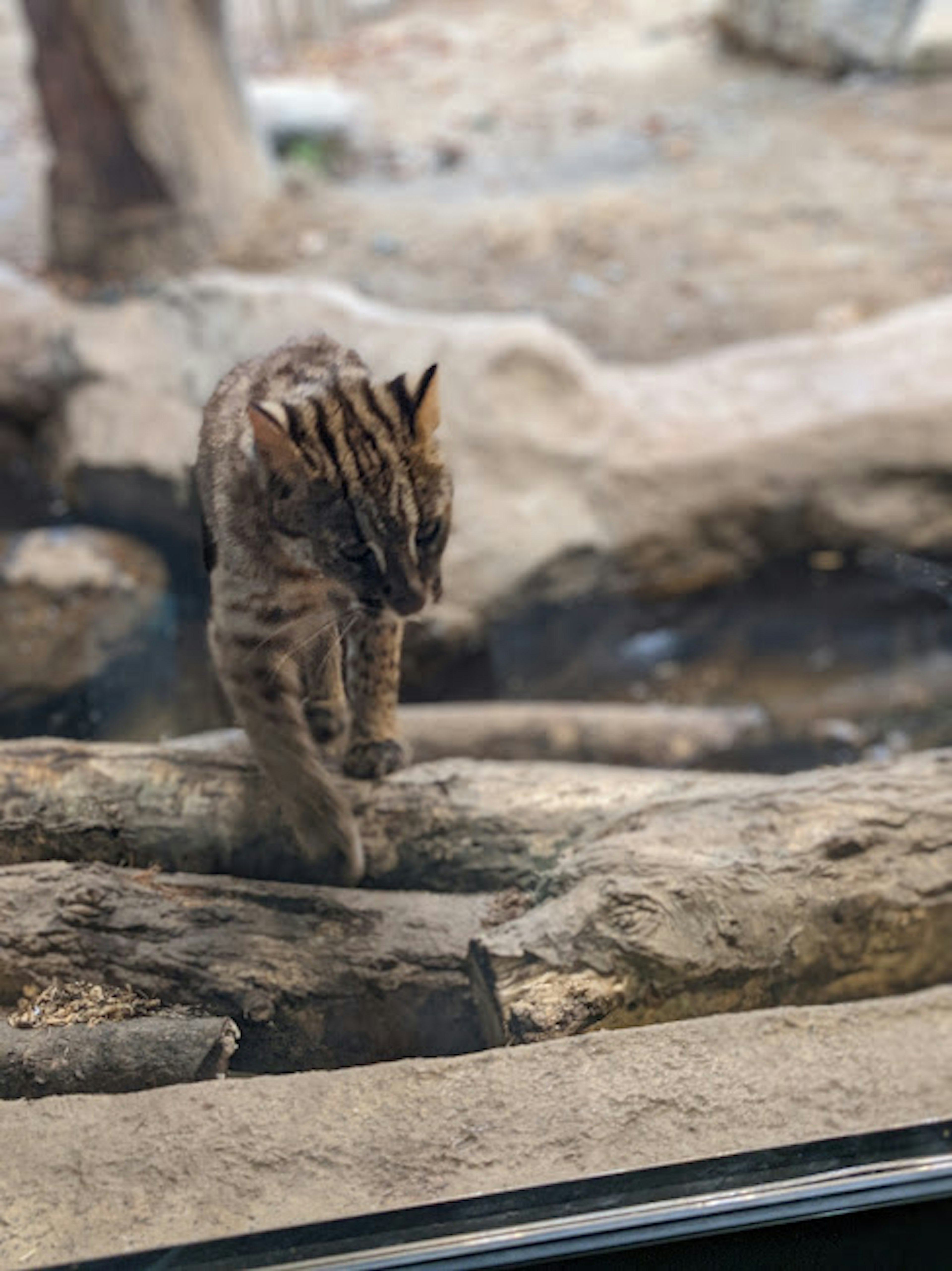 Seekor hewan kecil mirip harimau berjalan di atas kayu