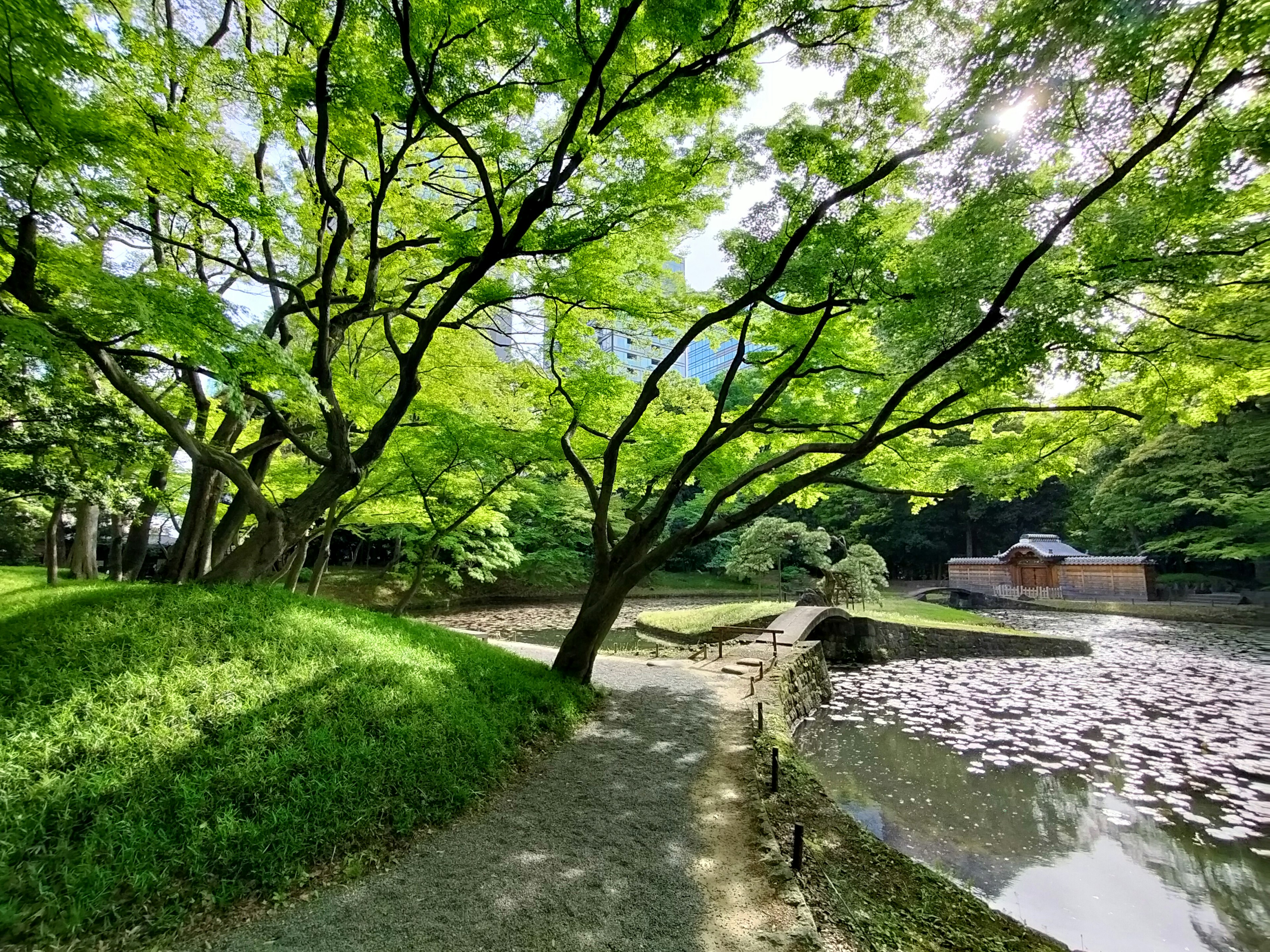 Grüner Parkweg mit Teich und Bäumen